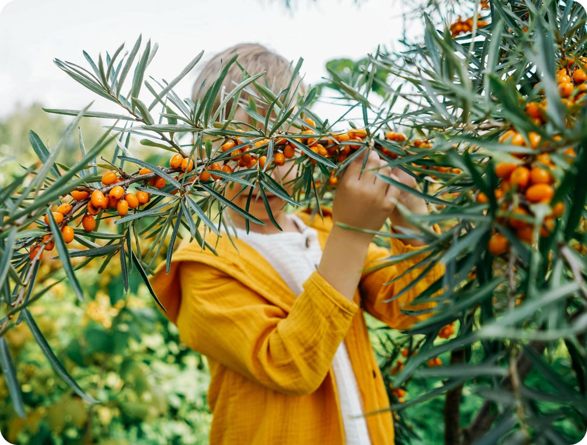 Kind in gelber Jacke erntet orange Sanddornbeeren von buschigem Strauch im sommerlichen Garten.