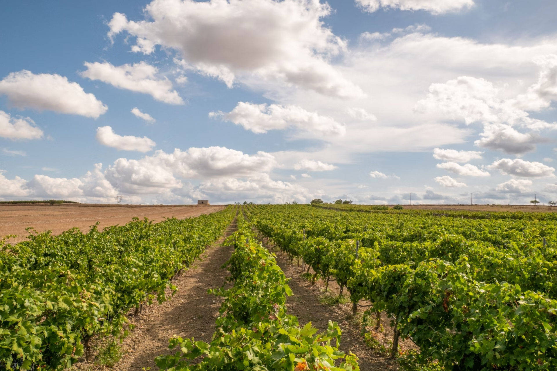 Weibnreben auf der Halbinsel Apulien.