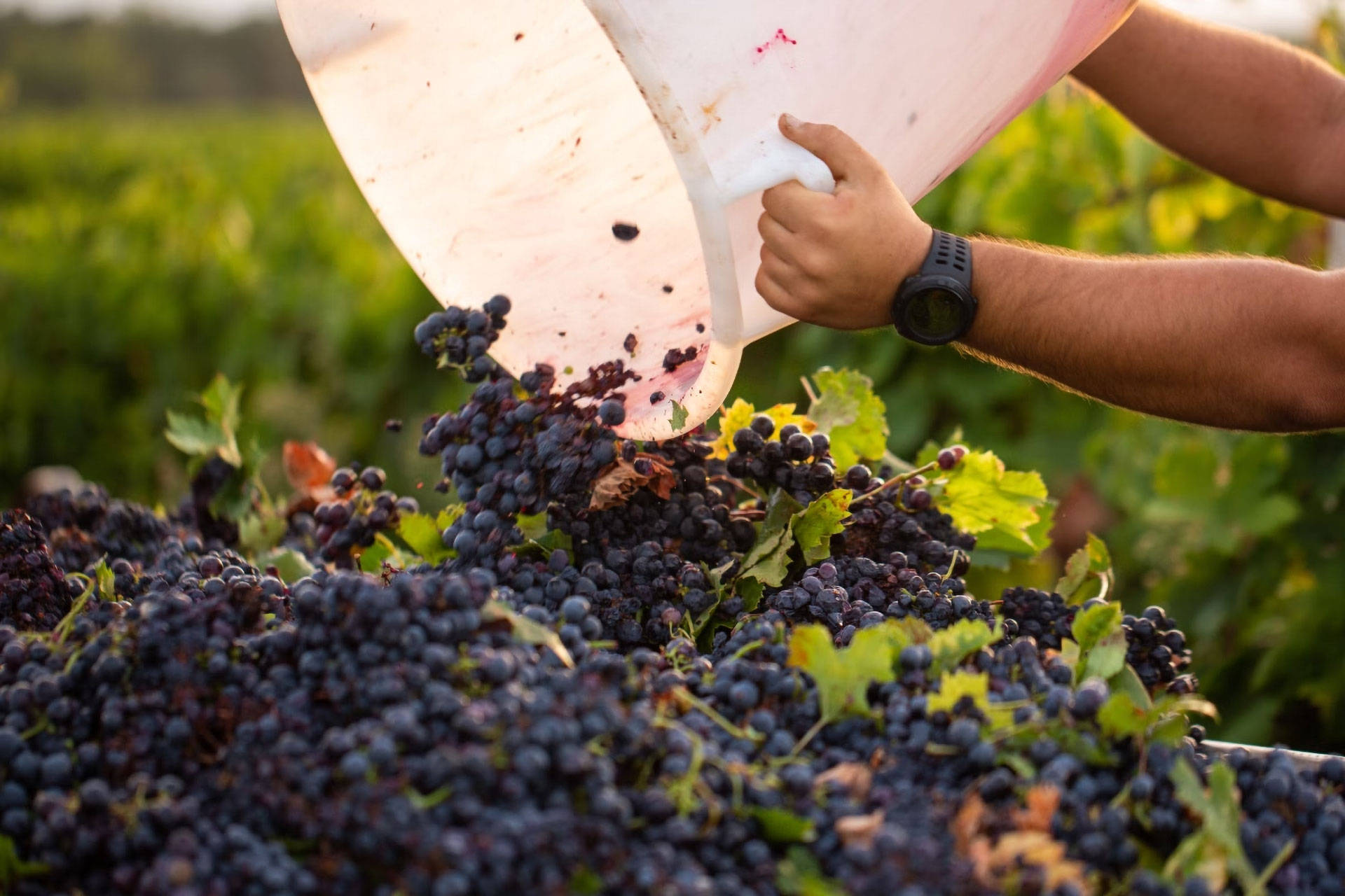 Ein Eimer frisch erlesener Trauben wird bei der Ernte in den Sammelbehälter geleert.