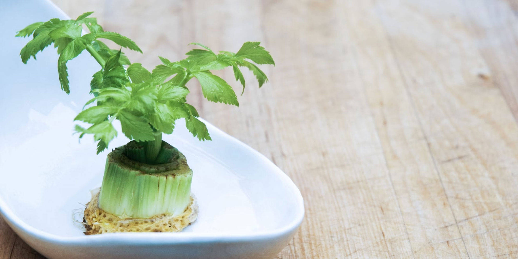 Ein Stück nachgezogener Sellerie auf einem weißen Teller. 