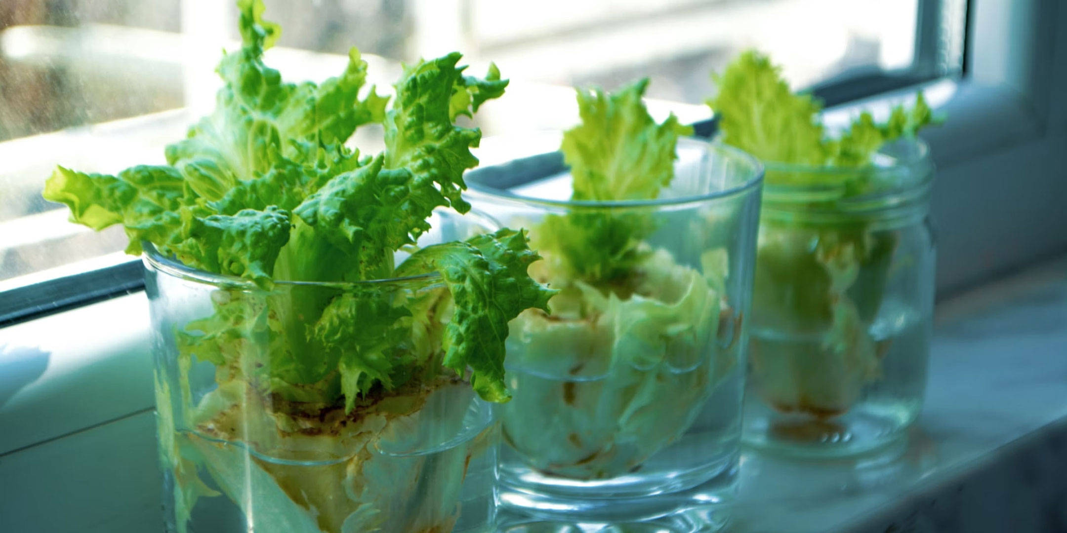 Drei Gläser mit Salaten die auf einer Fensterbank nachgezogen werden.