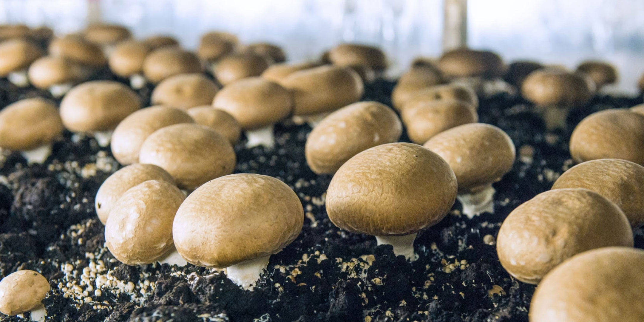 Ein Feld mit Champignons die nachgezogen werden.