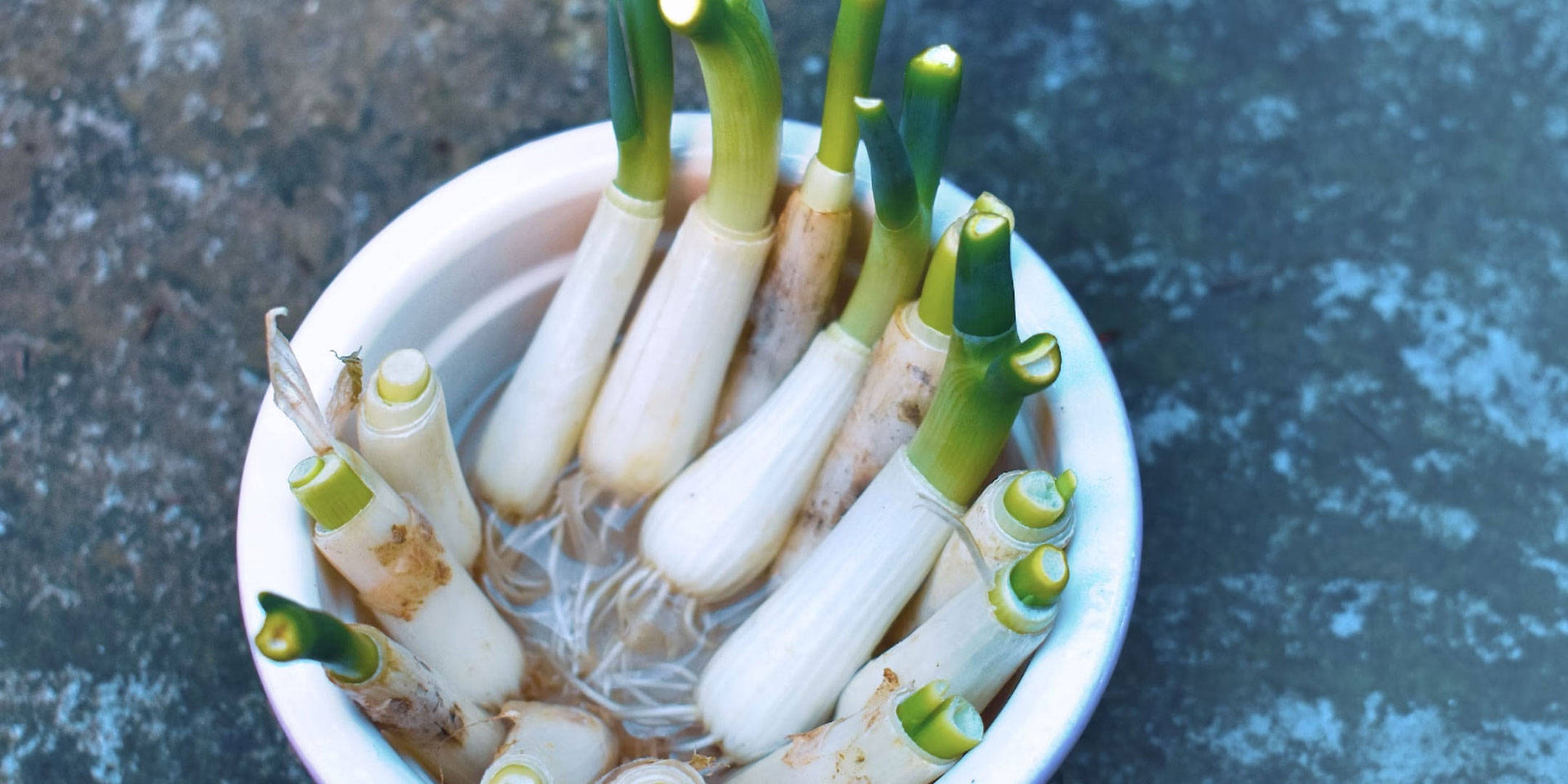 Mehrere angeschnittene Lauchzwiebeln in einem kleinen Gefäß mit Wasser, aus deren Enden frische grüne Triebe wachsen.