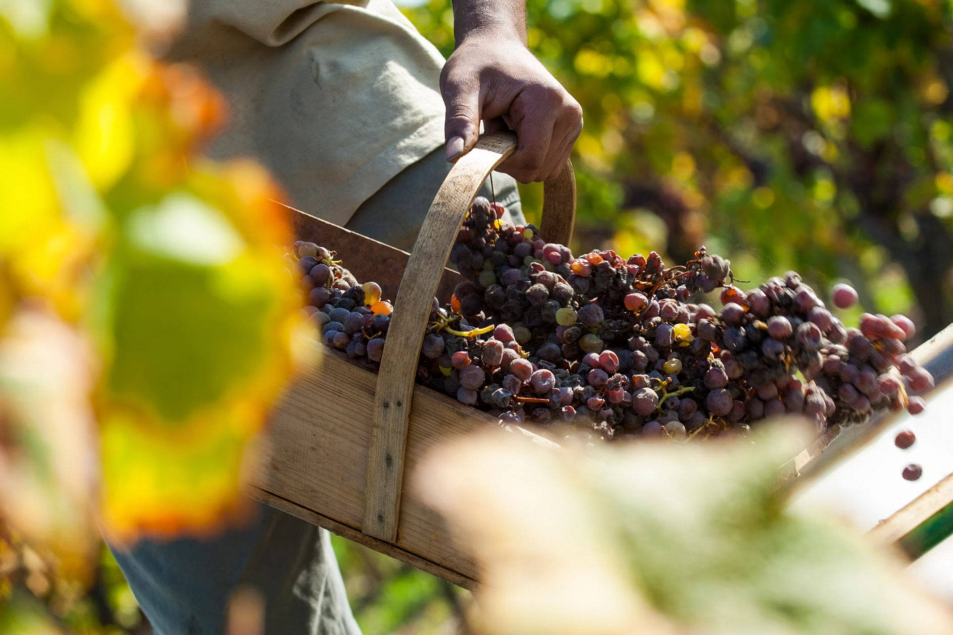 Rote Reben für die Spätlese in einer Holzkiste, die von einer Person gehalten wird.