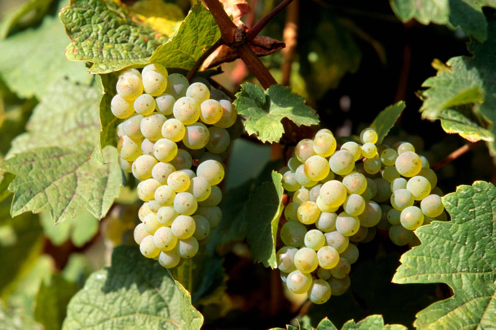 Helle Weintrauben im Sonnenlicht an der Rebe.