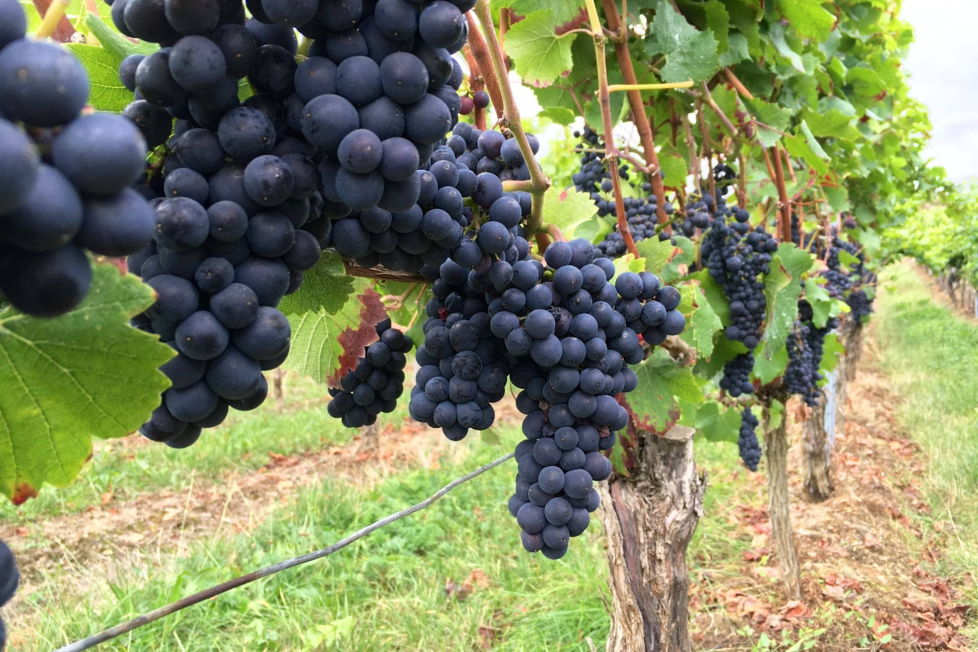 Dunkle Weintrauben hängen an Rebstöcken im Weinanbaugebiet Rheinhessen.