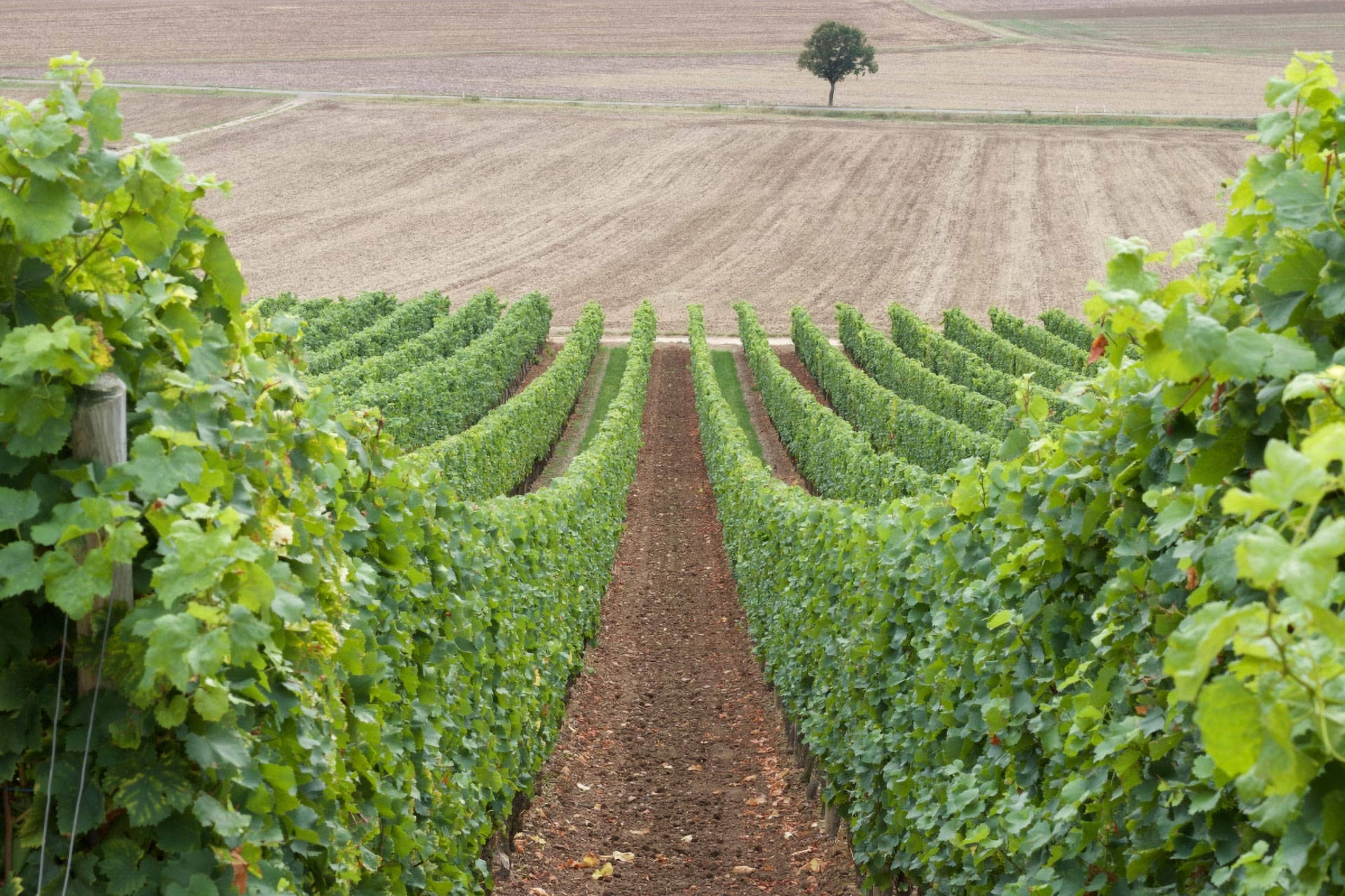 Mehrere Reihen Weinreben in den Weinbergen von Rheinhessen.