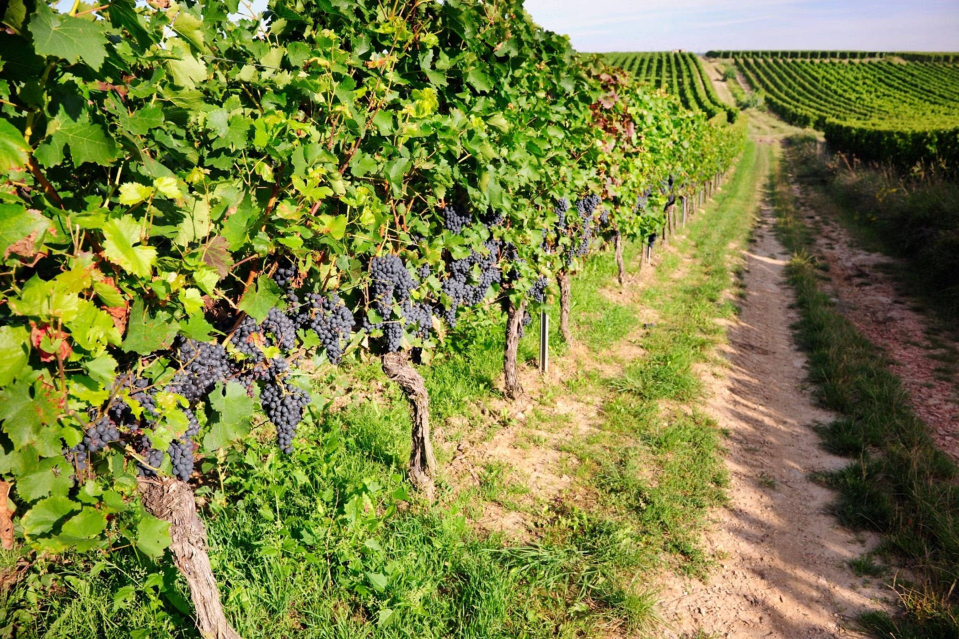 Dunkle erntereife Weintrauben an Rebstöcken im Weinanbaugebiet Rheinhessen.