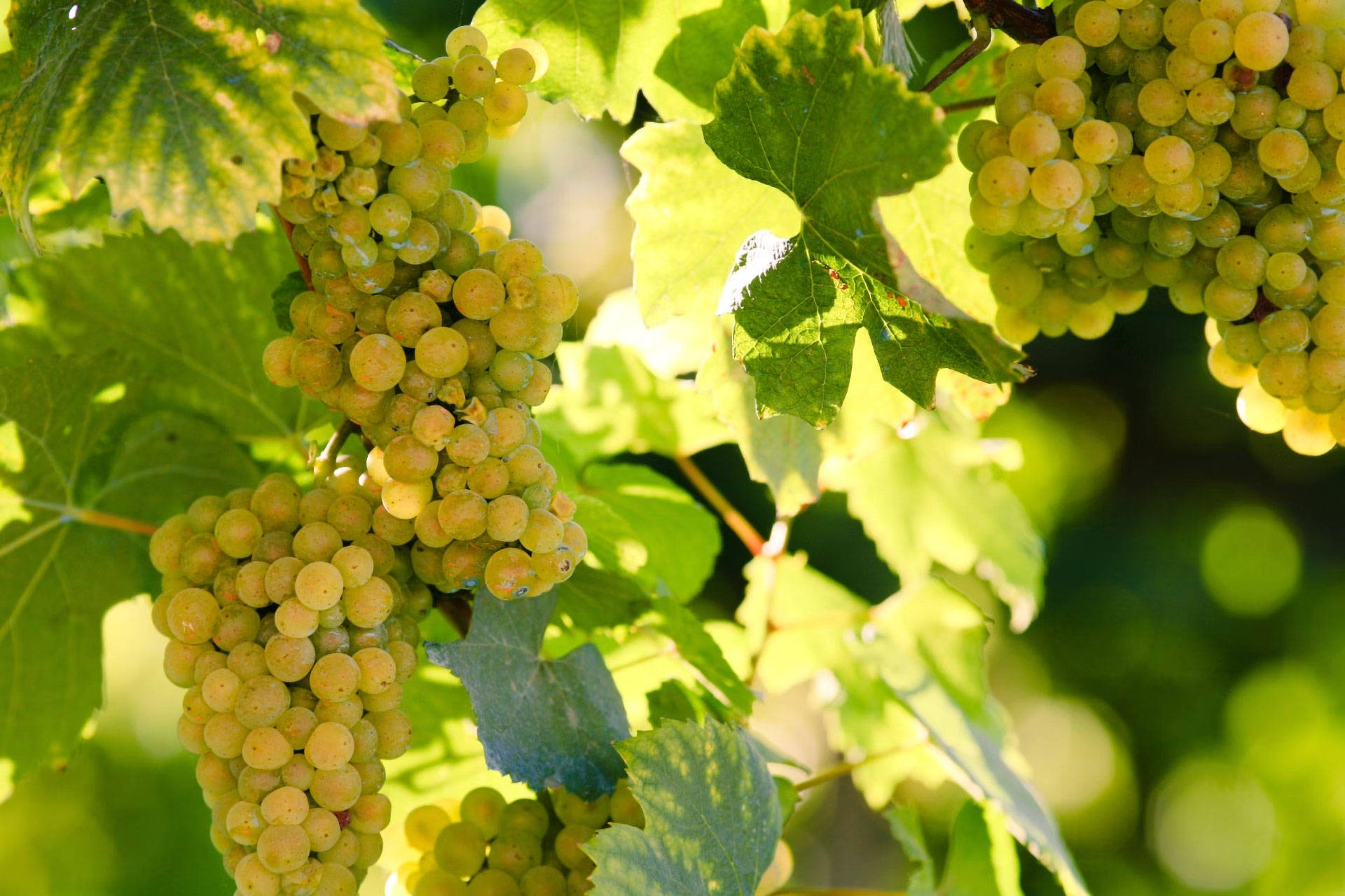 Reife Riesling Trauben hängen an einer Rebe, die von Sonnenlicht durchstrahlt wird.