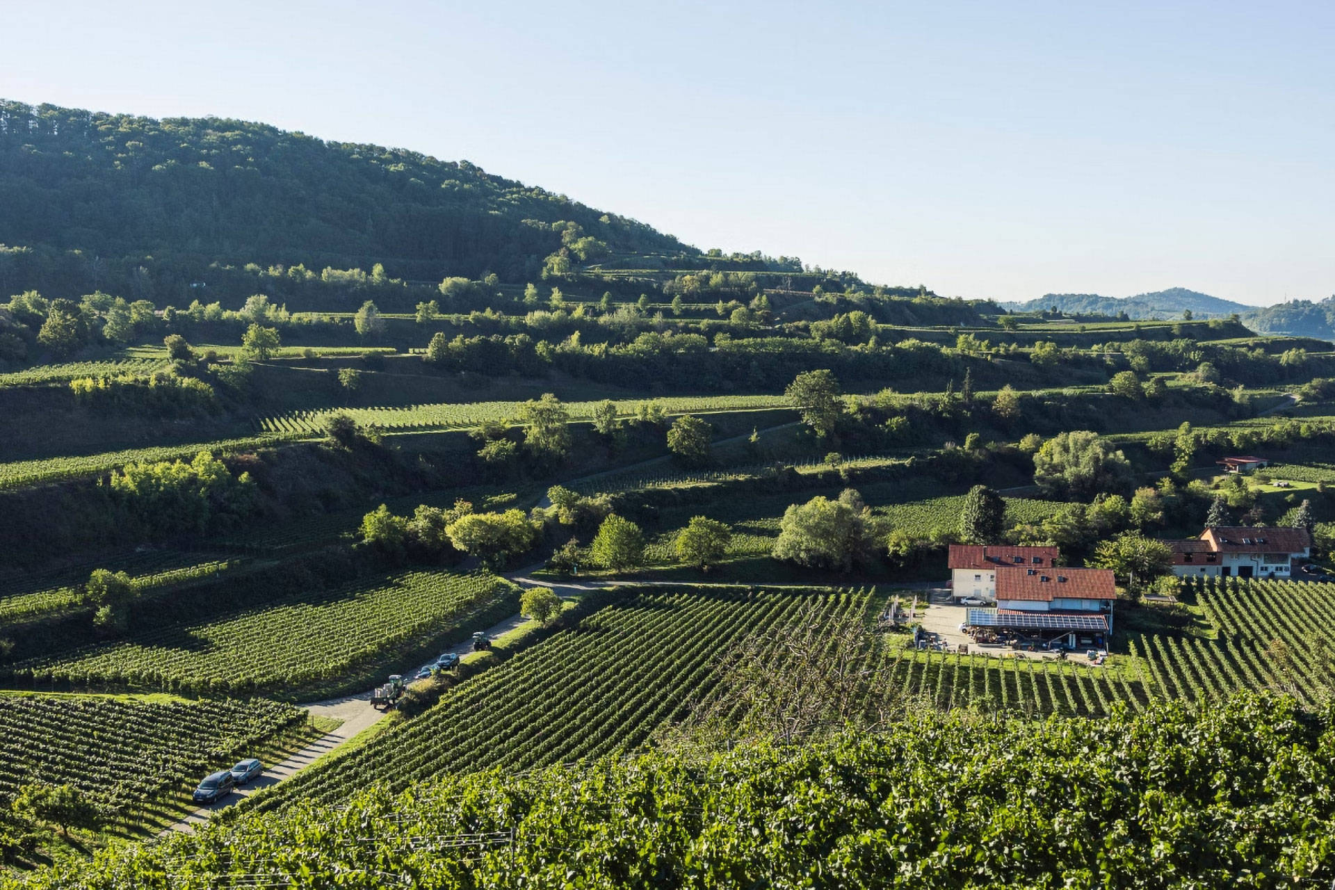 Vor dem Kaiserstuhl liegen die Terrassenebenen, sowie eine kleine Winzerei inmitten der Weinreben.