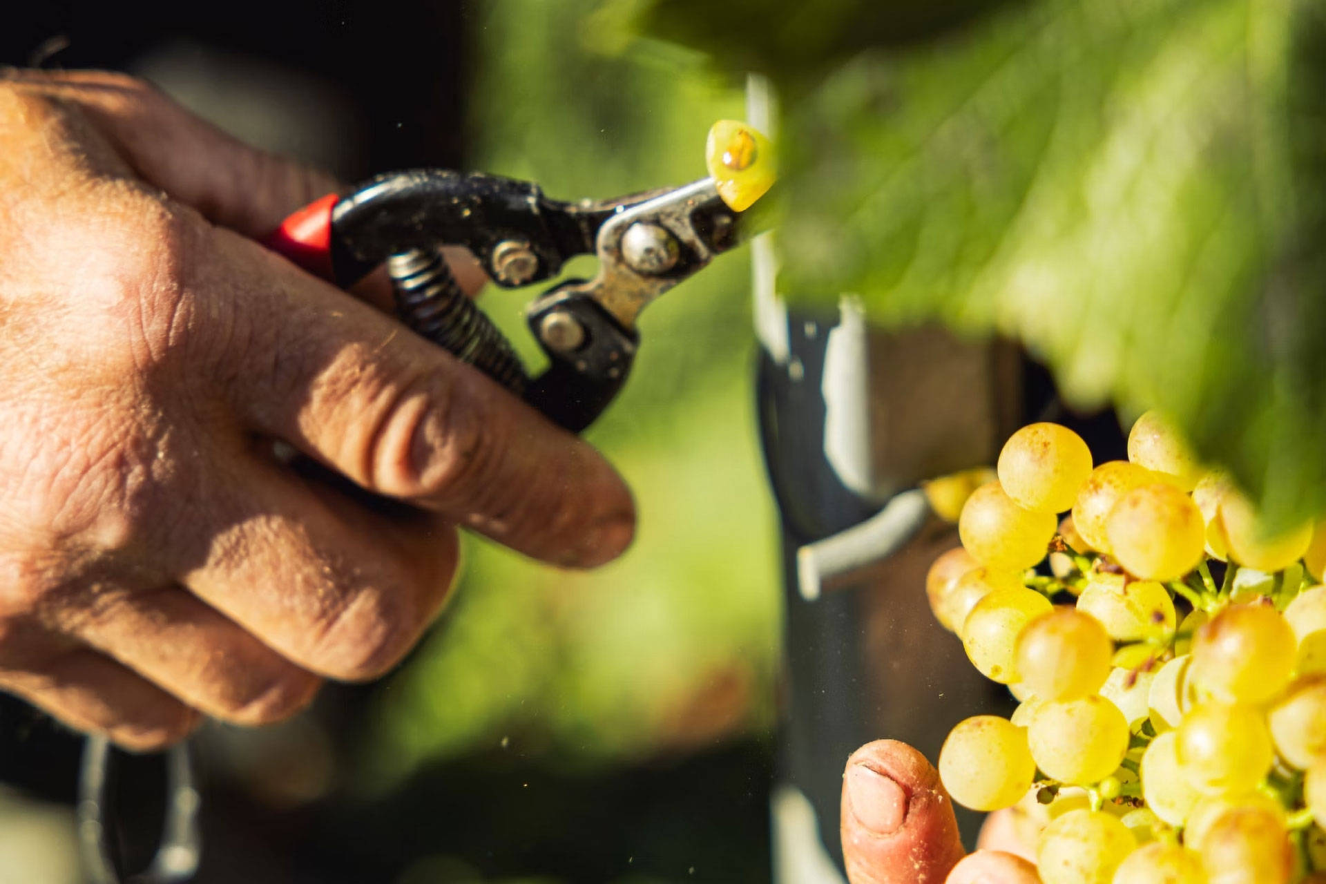Eine reife Weinrispe grüngelber Trauben wird gerade von einer Weinrebe geärntet.