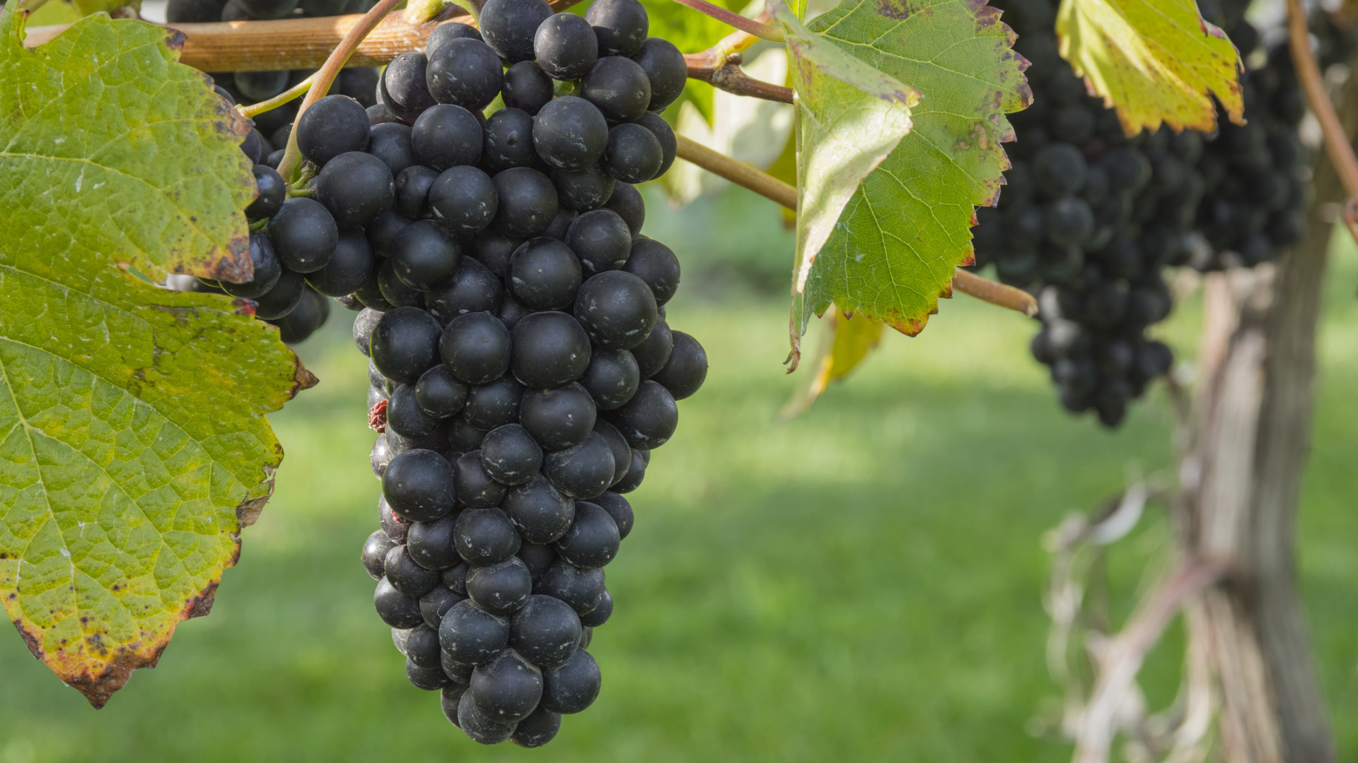 Dunkle, reife Trauben am Weinstock mit grünen Blättern.