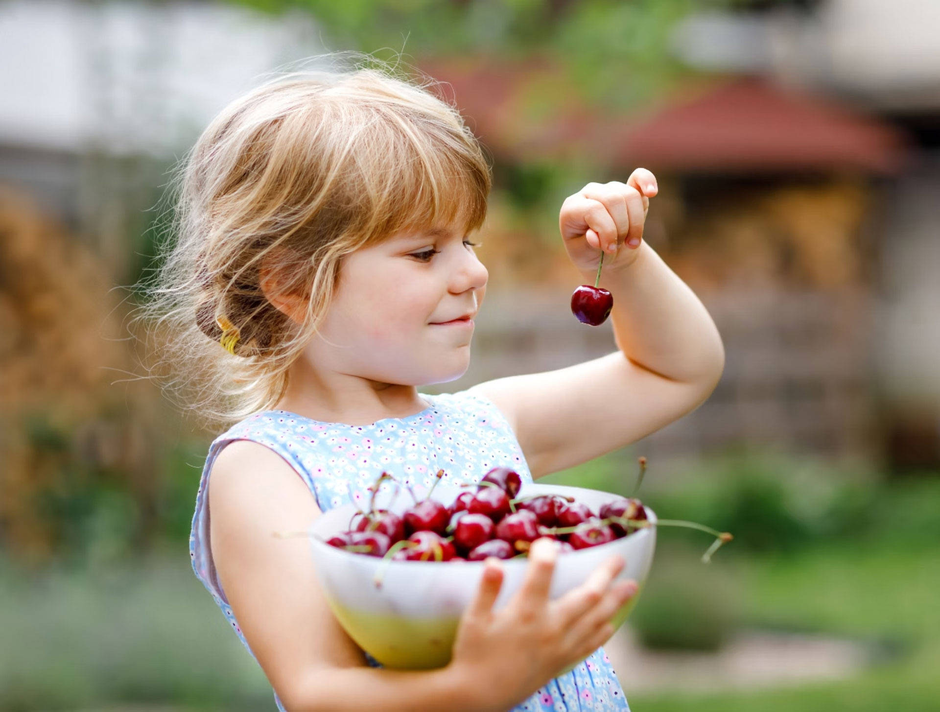 Kleines Mädchen hält eine große Schüssel mit frisch gepflückten Kirschen und eine einzelne Kirsche in der Hand, die sie 