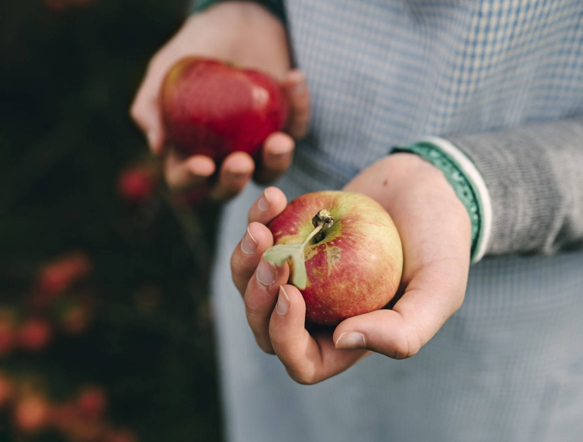 Person hält zwei frisch gepflückte Äpfel in den Hände.