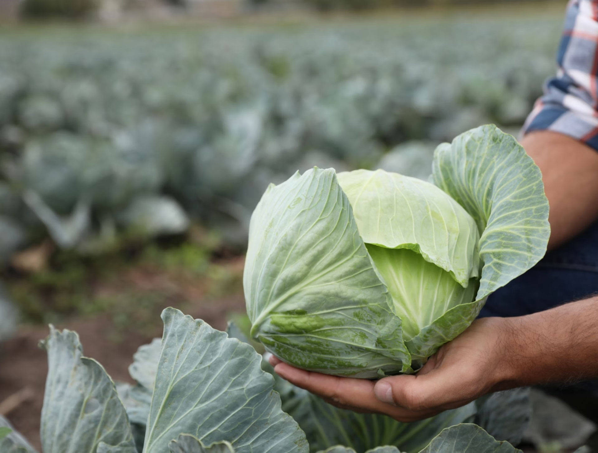 Person hält einen frisch geernteten Kohlkopf in der Hand.