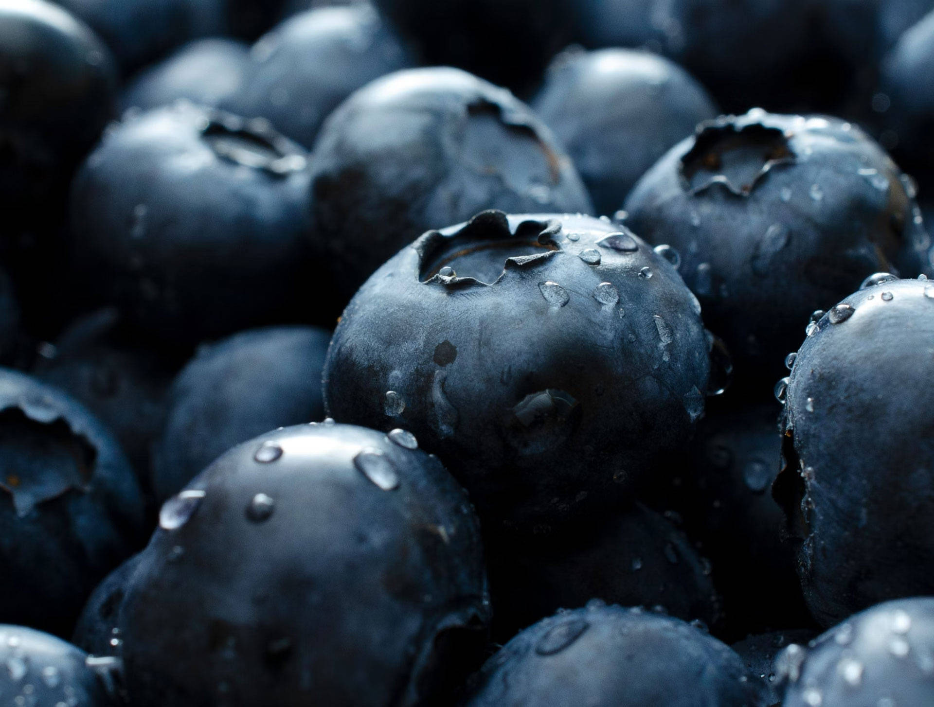 Frische Heidelbeeren.