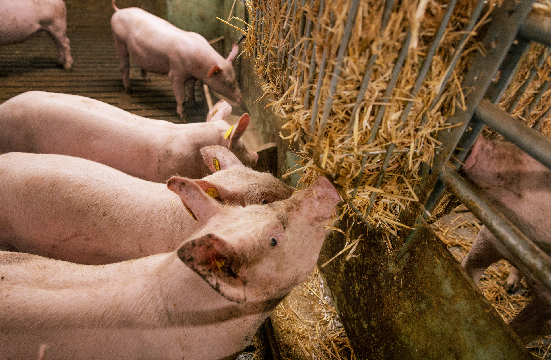 Mehrere Schweine stehen in einem Stall und fressen Stroh aus einer Futterstelle.