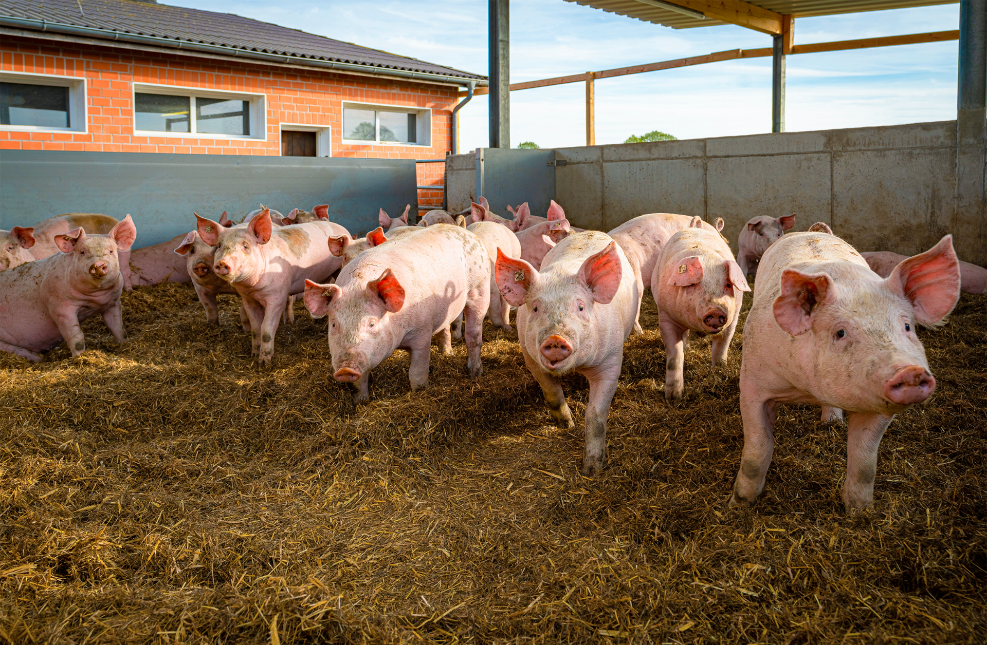 Mehrere Schweine stehen in einem offenen Stahl.