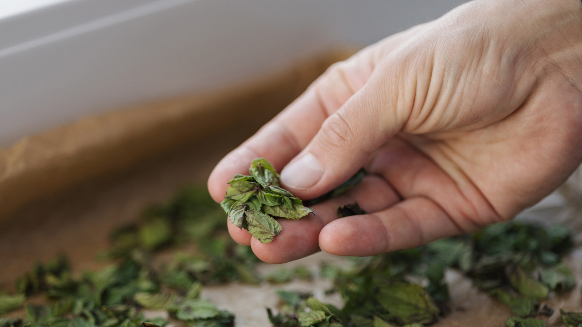 Hand hält getrocknete Minzblätter über Backpapier.