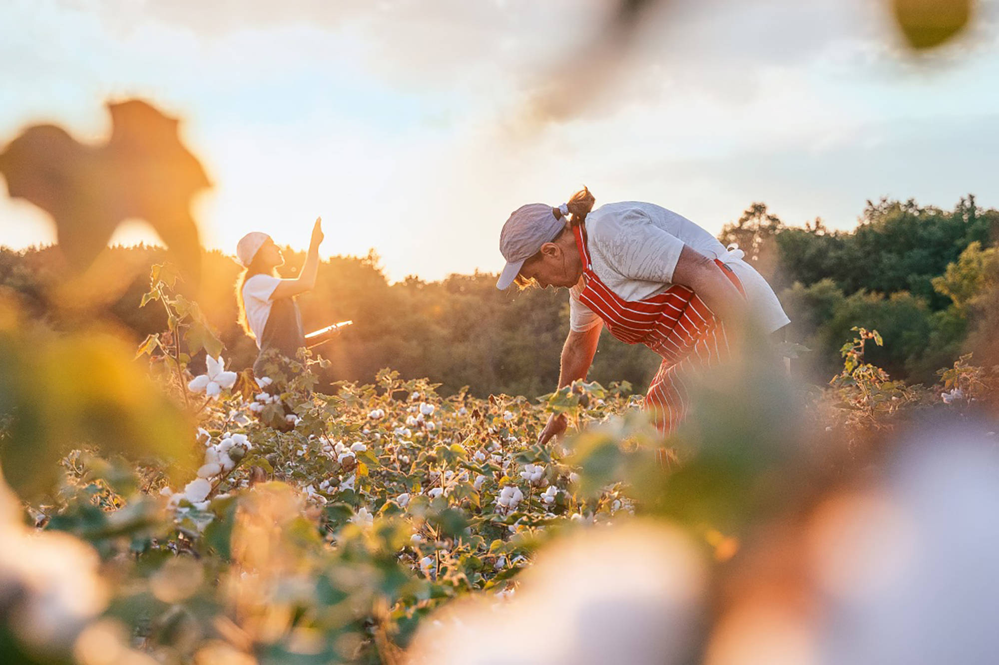 Frauen bei der Baumwollernte.