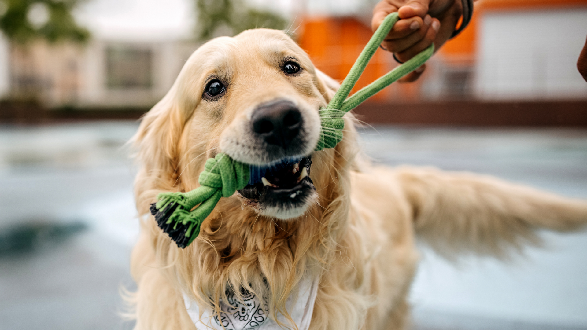 Goldener Retriever spielt mit grünem Seilspielzeug.