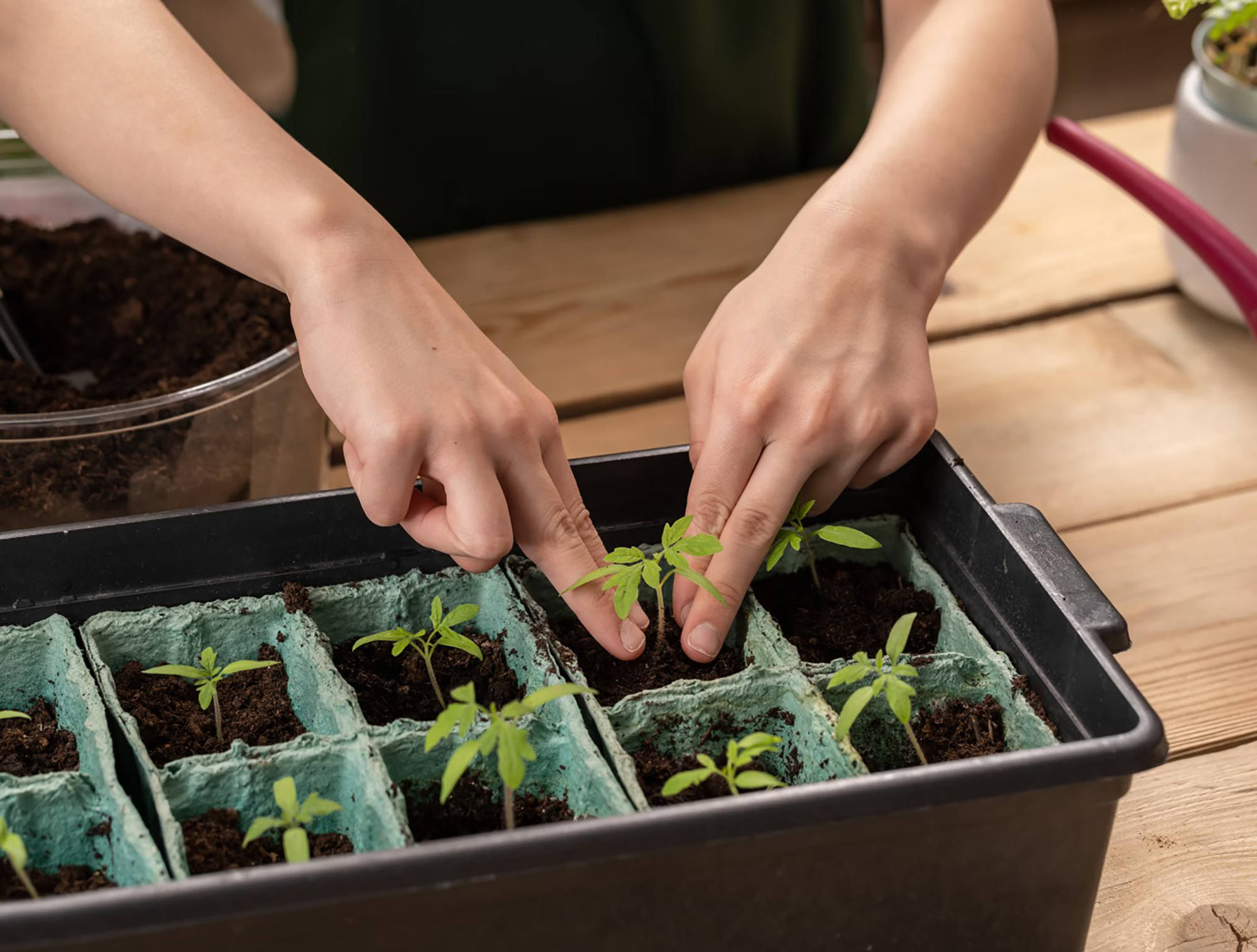 Person pflanzt junge Tomatensetzlinge in biologisch abbaubare Anzuchttöpfe.