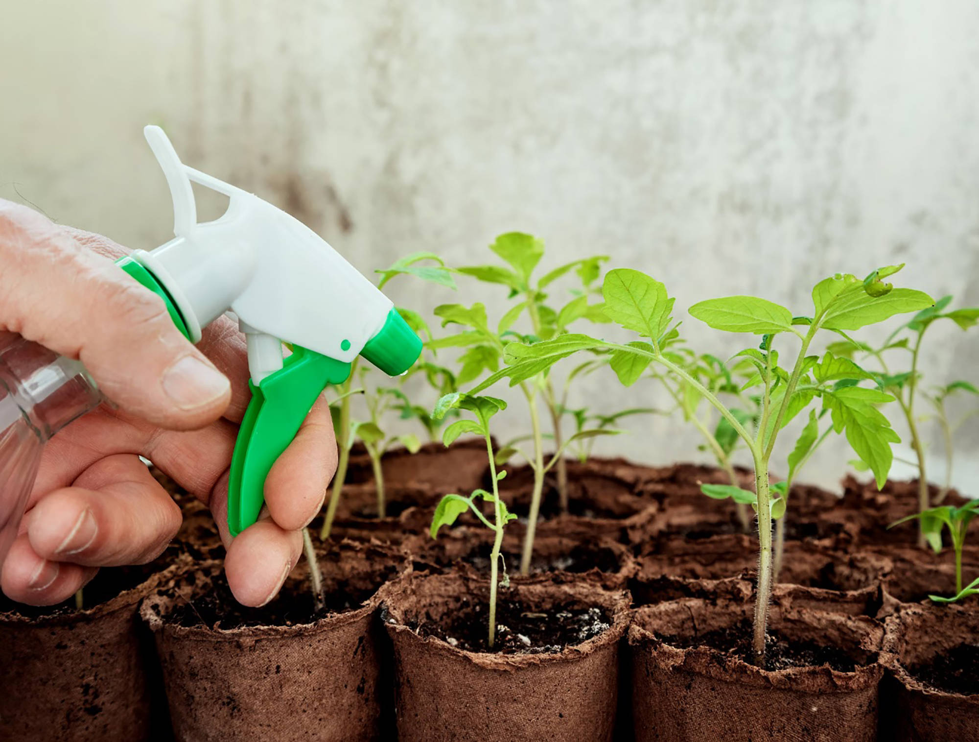 Person besprüht junge Tomatensetzlinge in biologisch abbaubaren Töpfen mit Wasser.