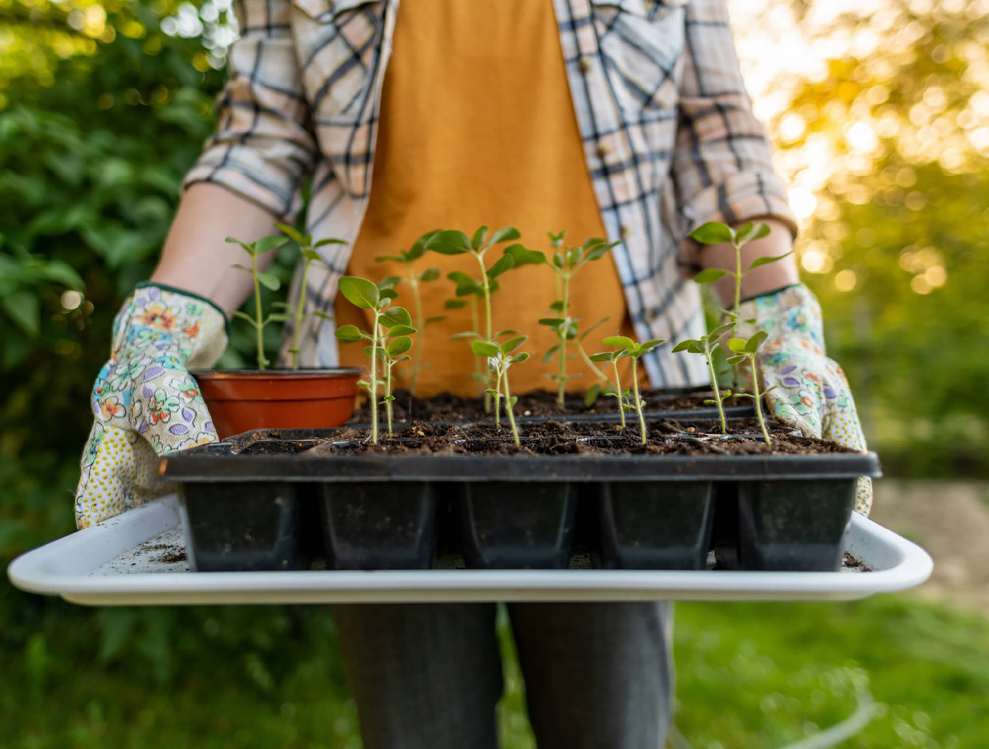 Person mit Gartenhandschuhen trägt ein Tablett mit jungen Pflanzensetzlingen ins Freie.