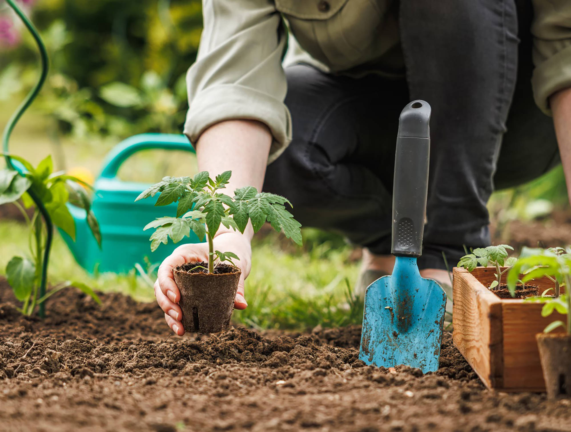 Person pflanzt einen Tomatensetzling in die Erde. Eine Gießkanne und eine Gartenschaufel liegen daneben.
