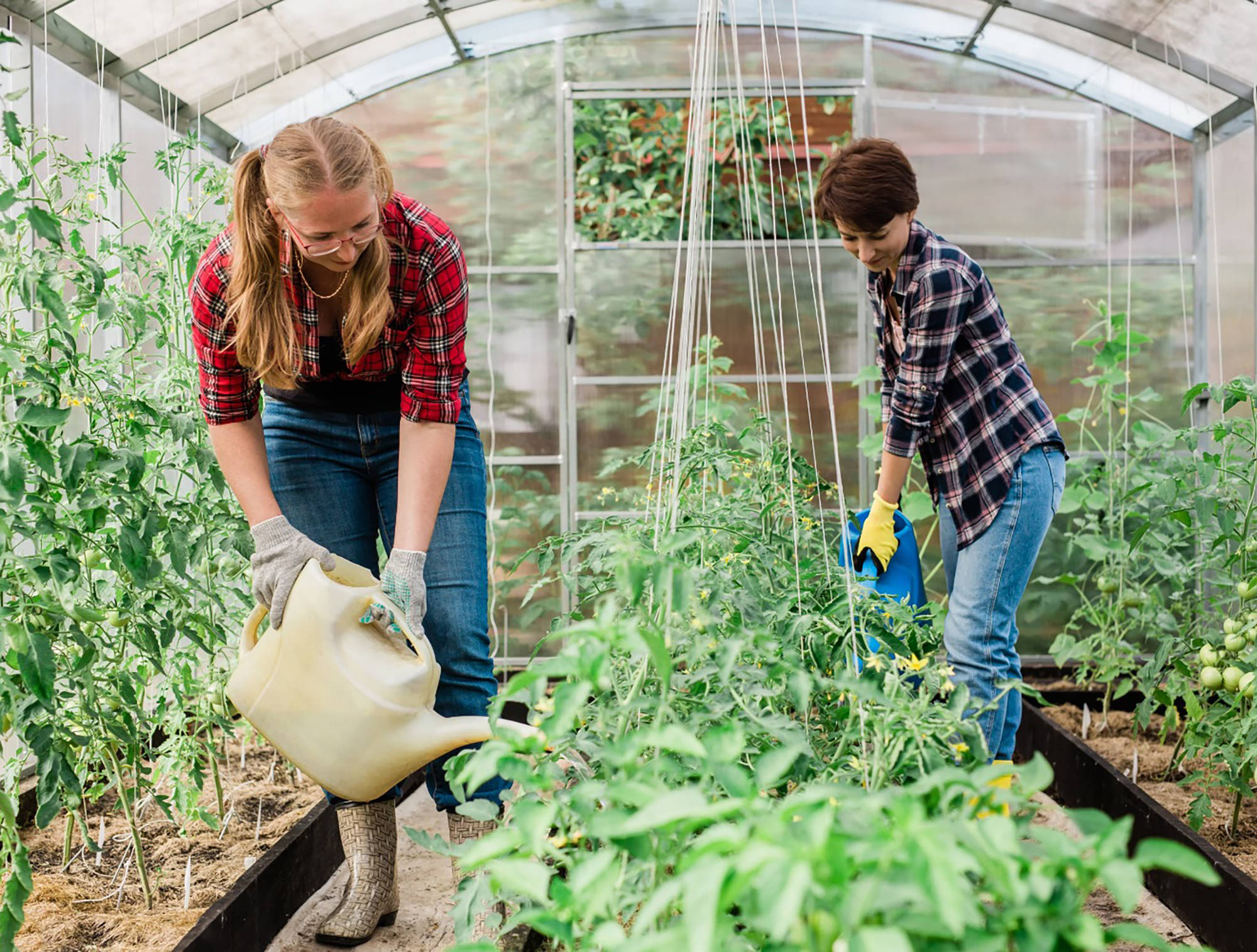 Zwei Frauen gießen Tomatenpflanzen in einem Gewächshaus.