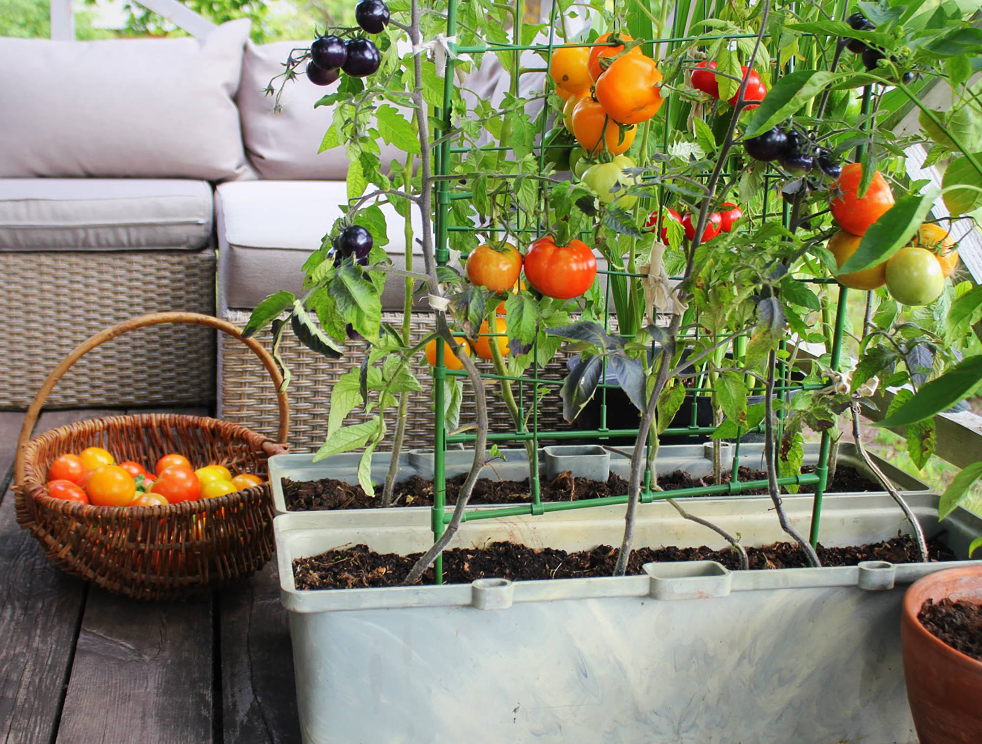 Reife Tomaten wachsen in Pflanzkästen auf einer Terrasse. Ein Korb mit geernteten Tomaten steht daneben.