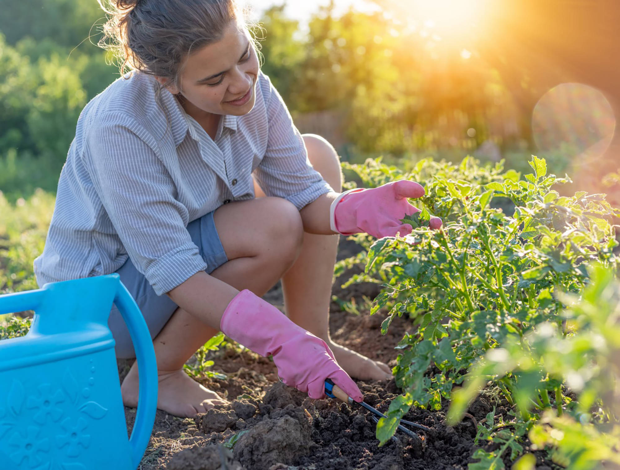 Frau mit rosa Gartenhandschuhen plegt barfuß ein Gemüsebeet im Garten bei Sonnenuntergang.