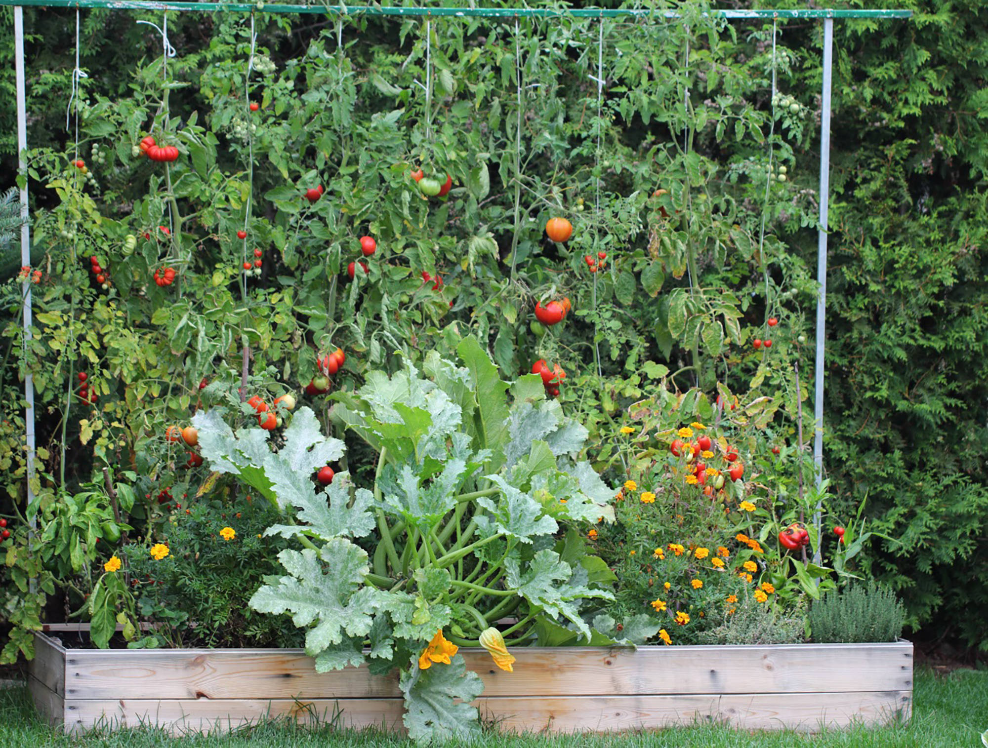 Üppiges Hochbeet mit Tomaten, Zucchini und Blühpflanzen im Garten.