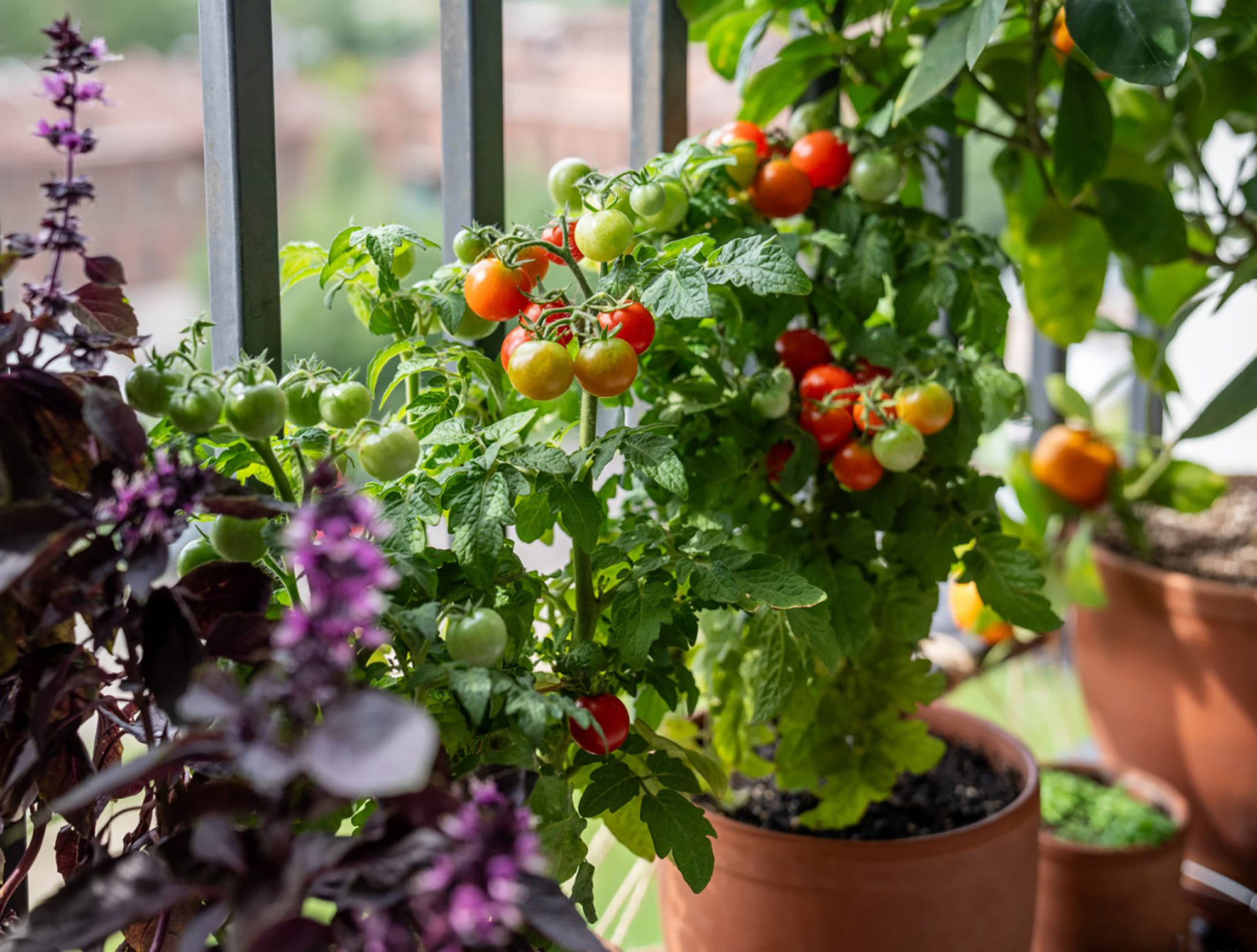 Tomatenpflanze mit roten und grünen Früchten wächst in einem Blumentopf auf einem Balkon.