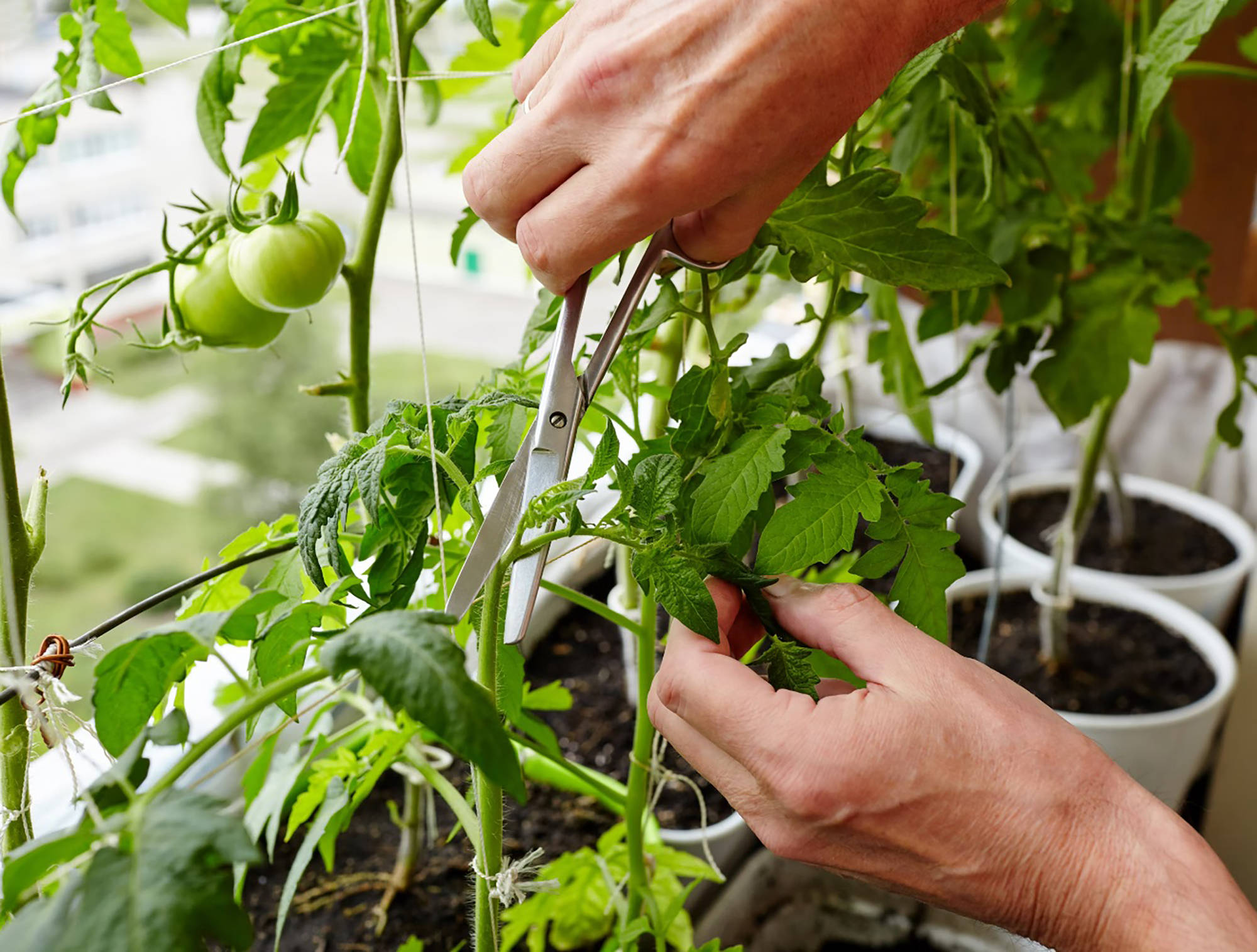 Person schneidet mit einer Schere die Blätter einer Tomatenpflanze zurück.