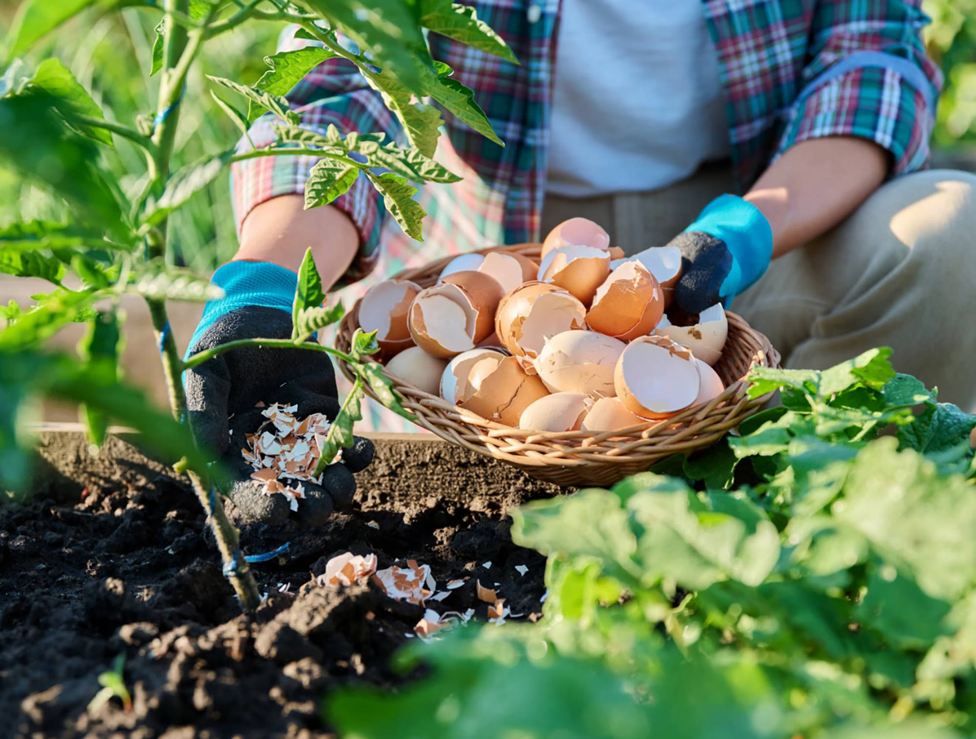 Person düngt Tomatenpflanzen in einem Beet mit zerbrochenen Eierschalen.