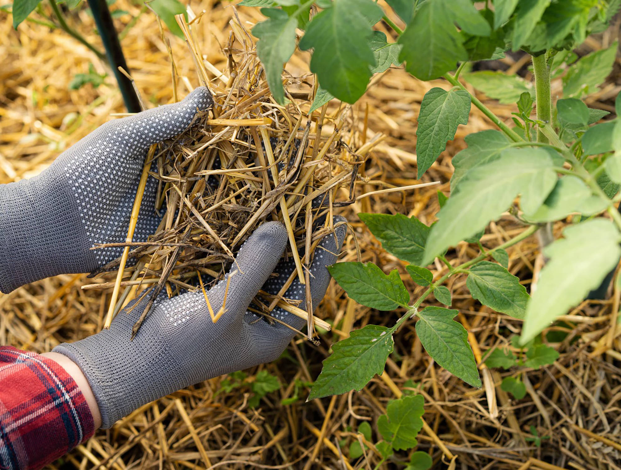 Person mulcht eine Tomatenpflanze mit Stroh, um Feuchtigkeit zu speichern und Unkraut zu reduzieren.
