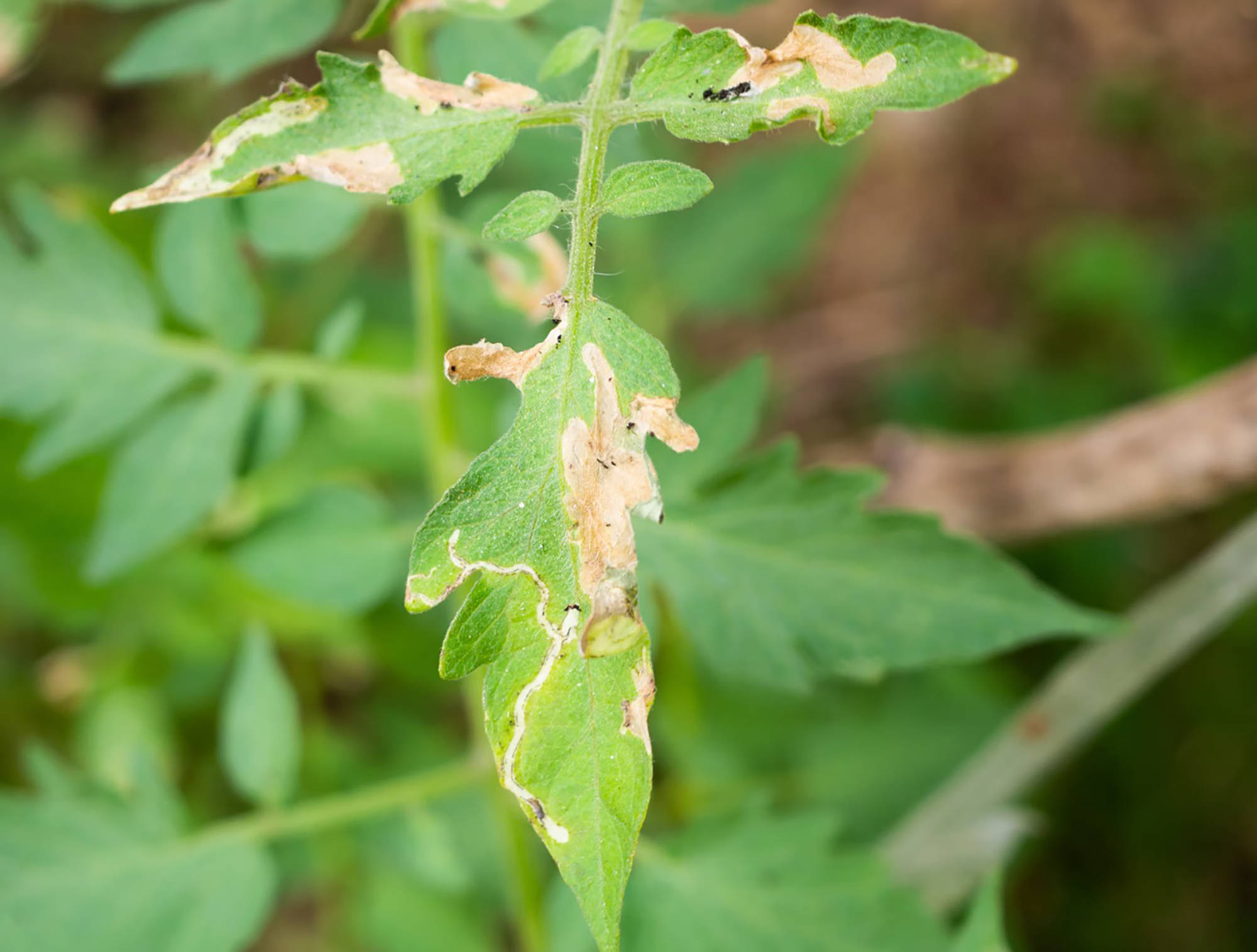 Tomatenblatt mit Fraßspuren und Miniergängen, verursacht durch Schädlinge.