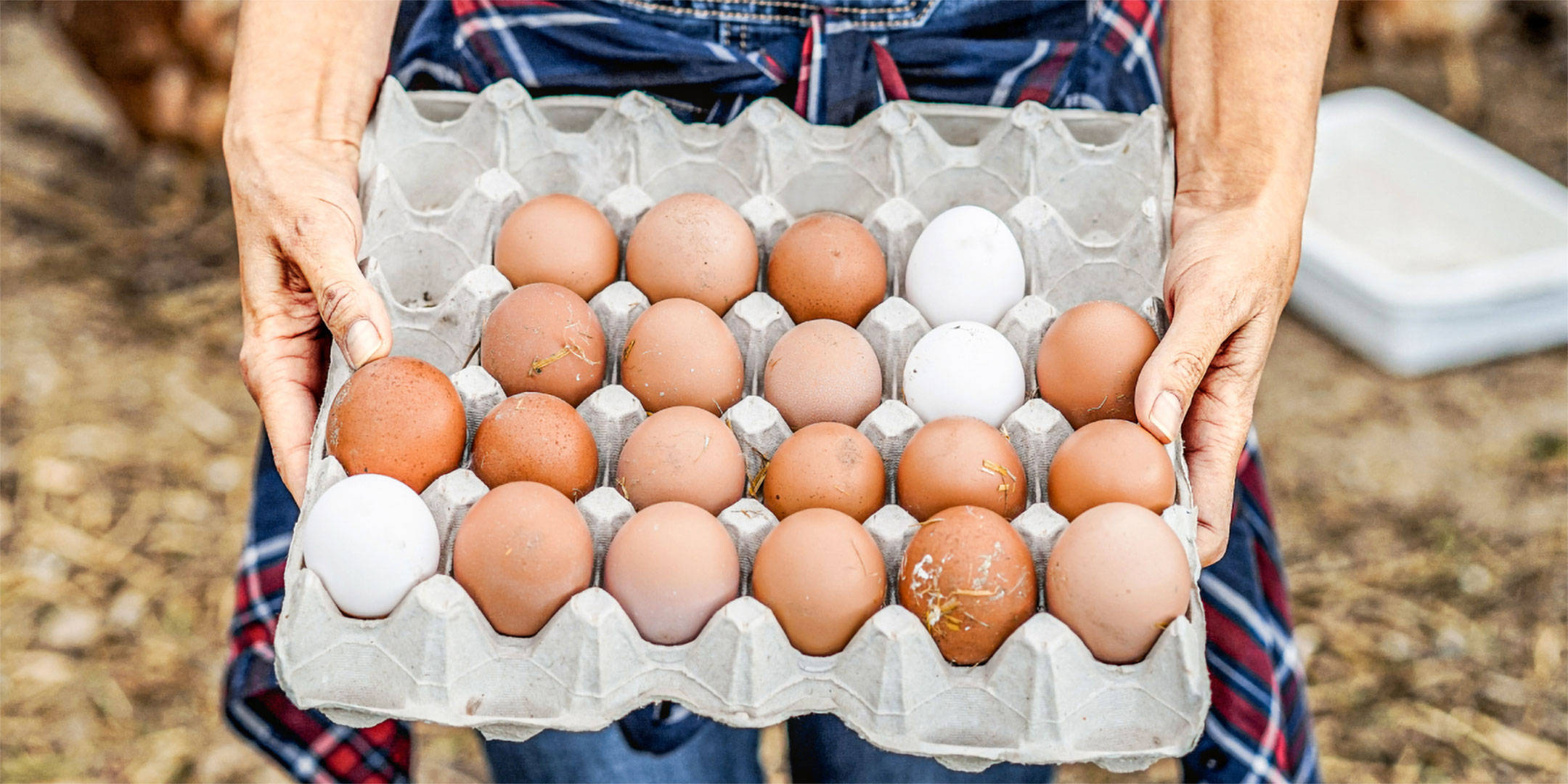 Eine Person hält eine Schachtel voll Eier.