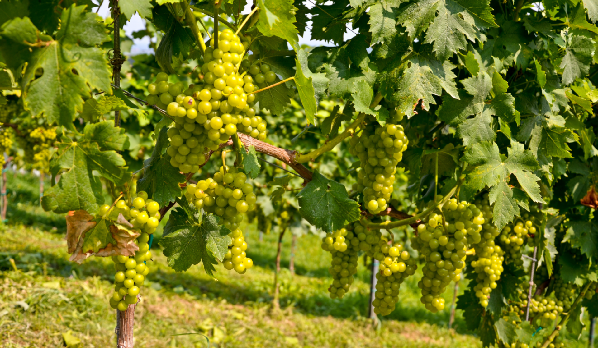 Weinreben mit grünen Trauben in einem sonnigen Weinberg. Dichte grüne Blätter umrahmen die Trauben.