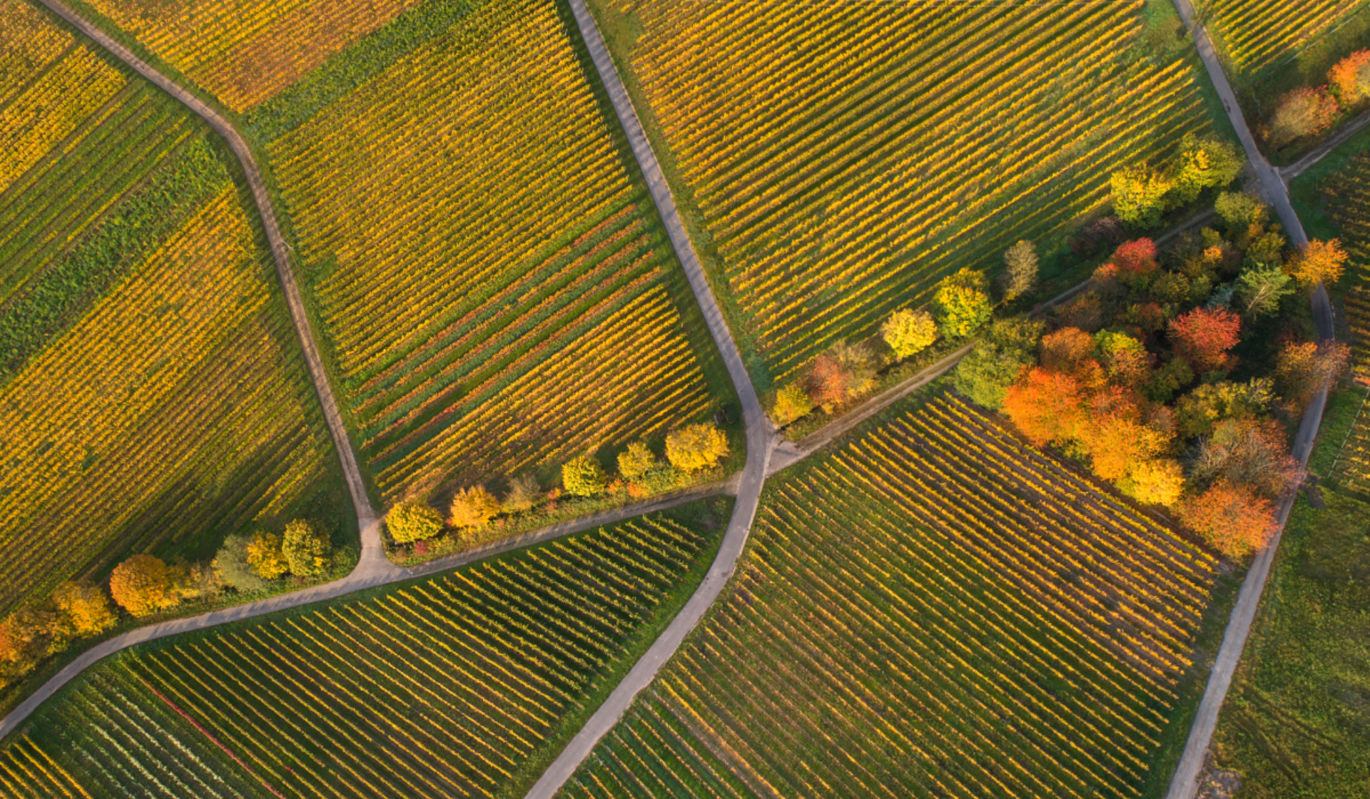 Luftaufnahme von herbstlichen Weinbergen mit farbenfrohen Bäumen und klaren Wegen in der Landschaft.