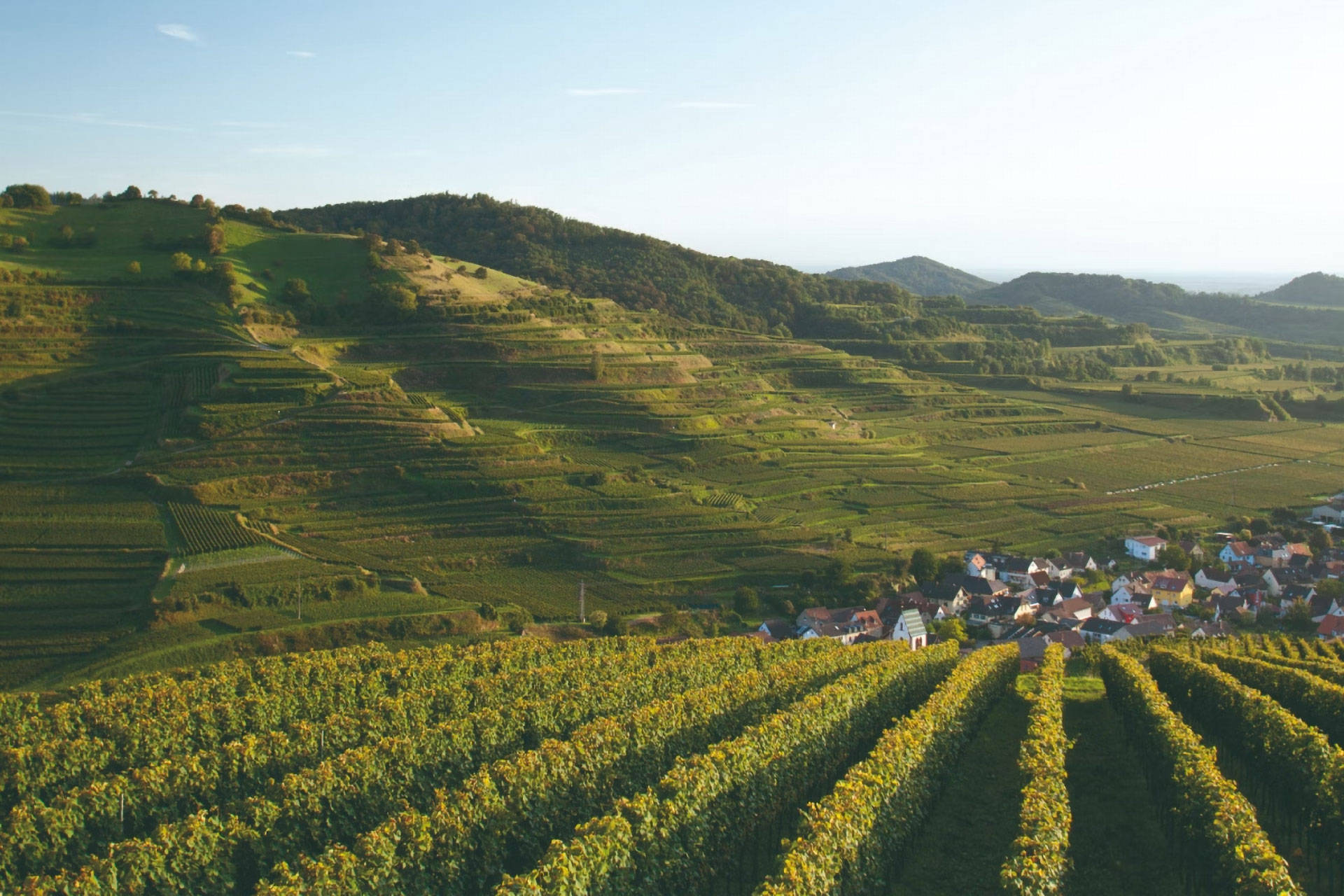 Idyllische Berglandschaft mit Weinreben in Baden bei Nachmittagssonne.