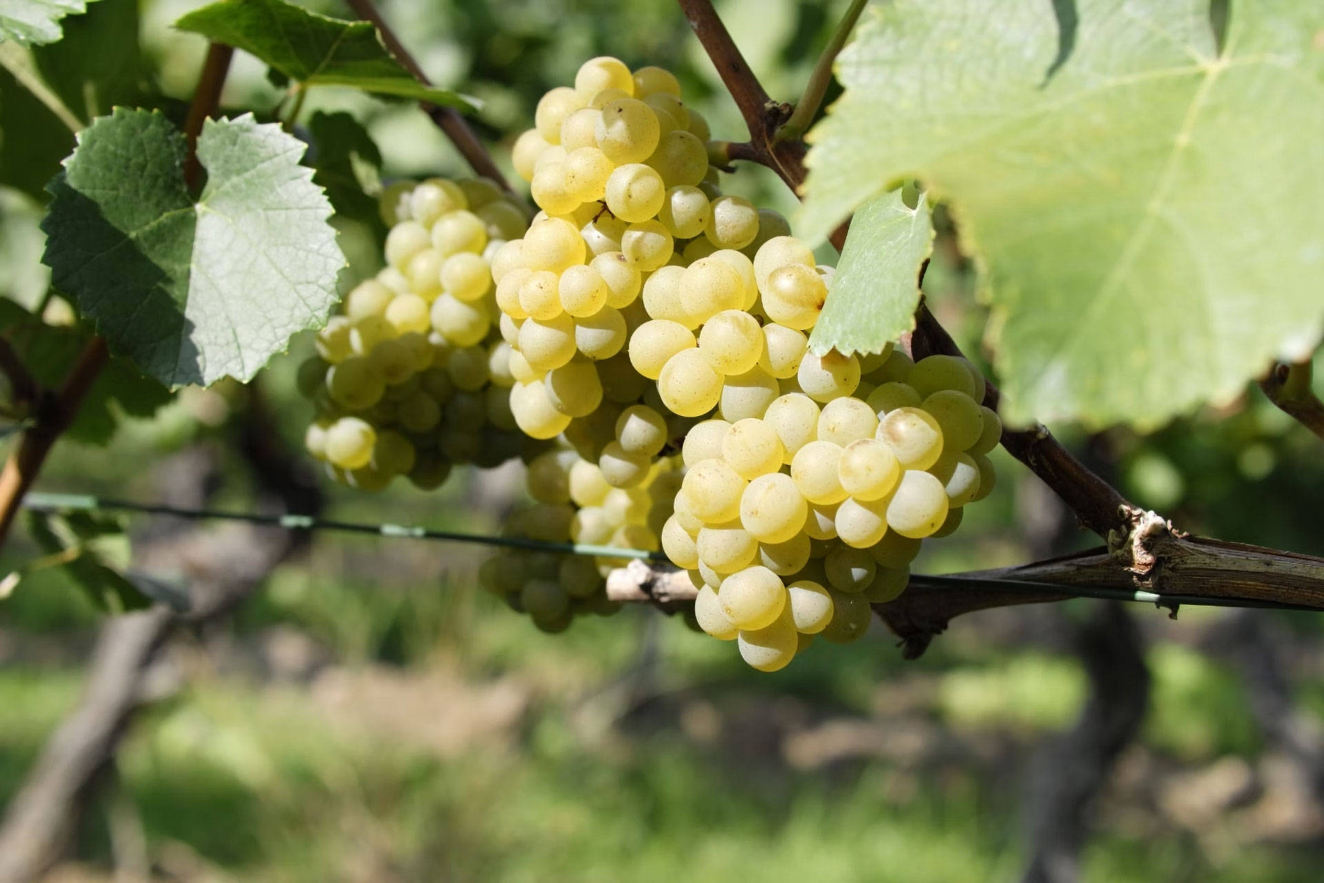 Reife Trauben hängen an einem Strang bereit für die Weinlese.