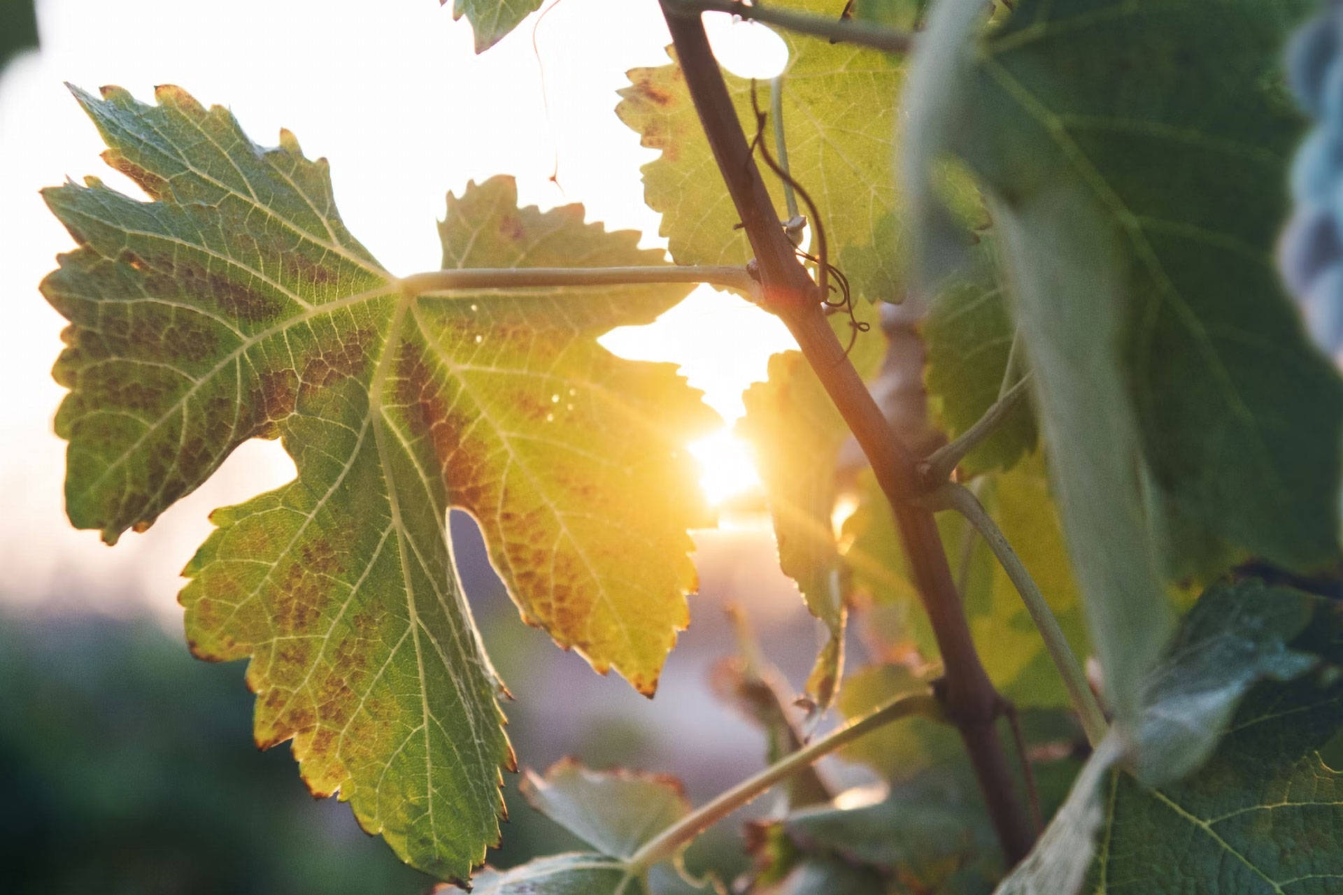 Nahaufnahme eines Weinblatts, das im Hintergrund von der Sonne angestrahlt wird.