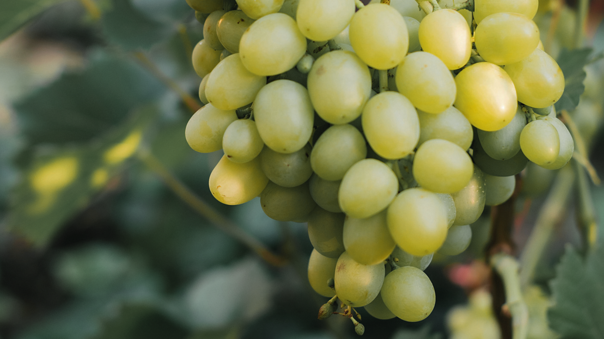 Reife grüne Weintrauben hängen am Weinstock.