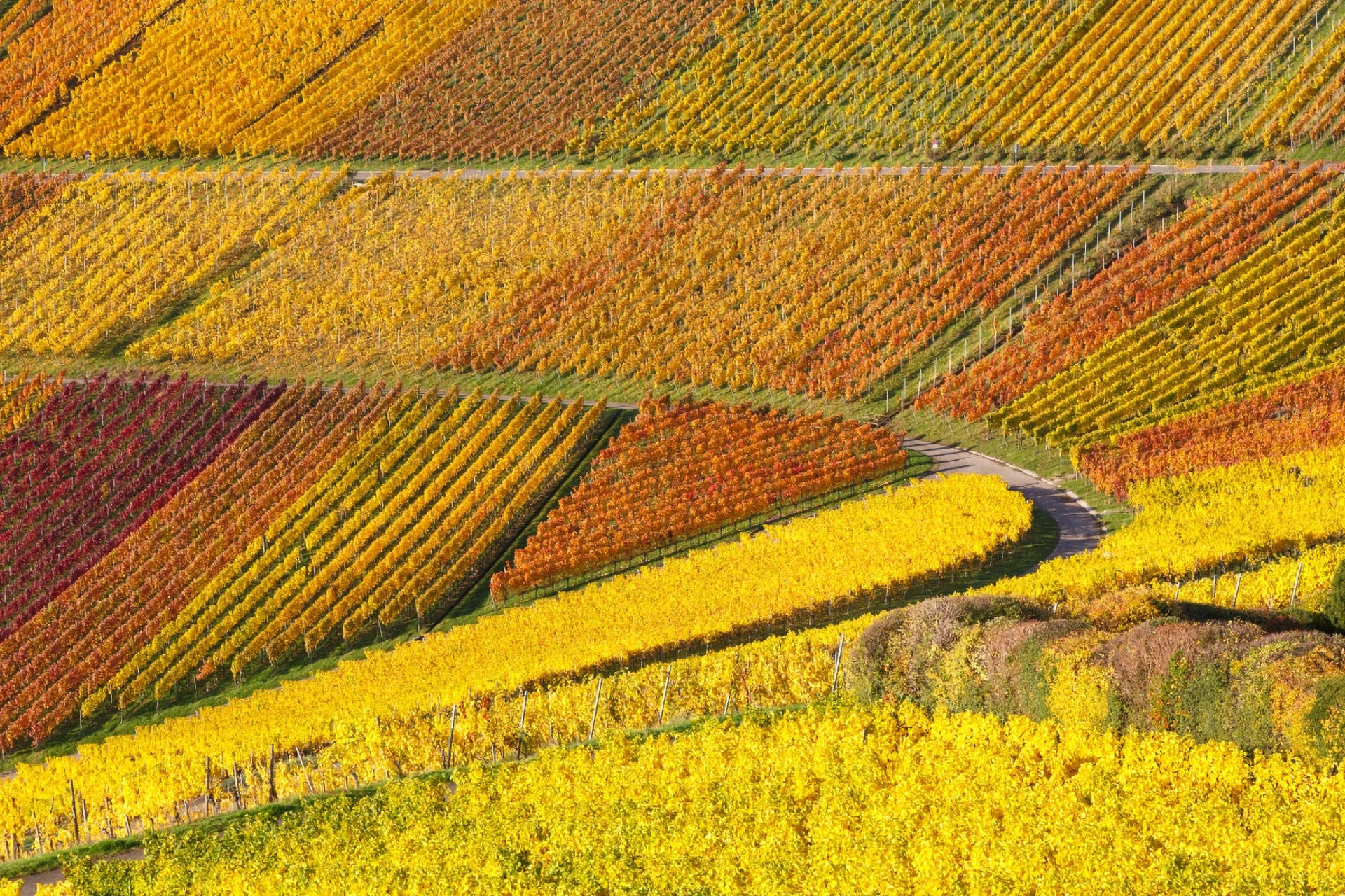 Herbstliche Weinberge in leuchtenden Farbtönen, Pfad zwischen den Reben.