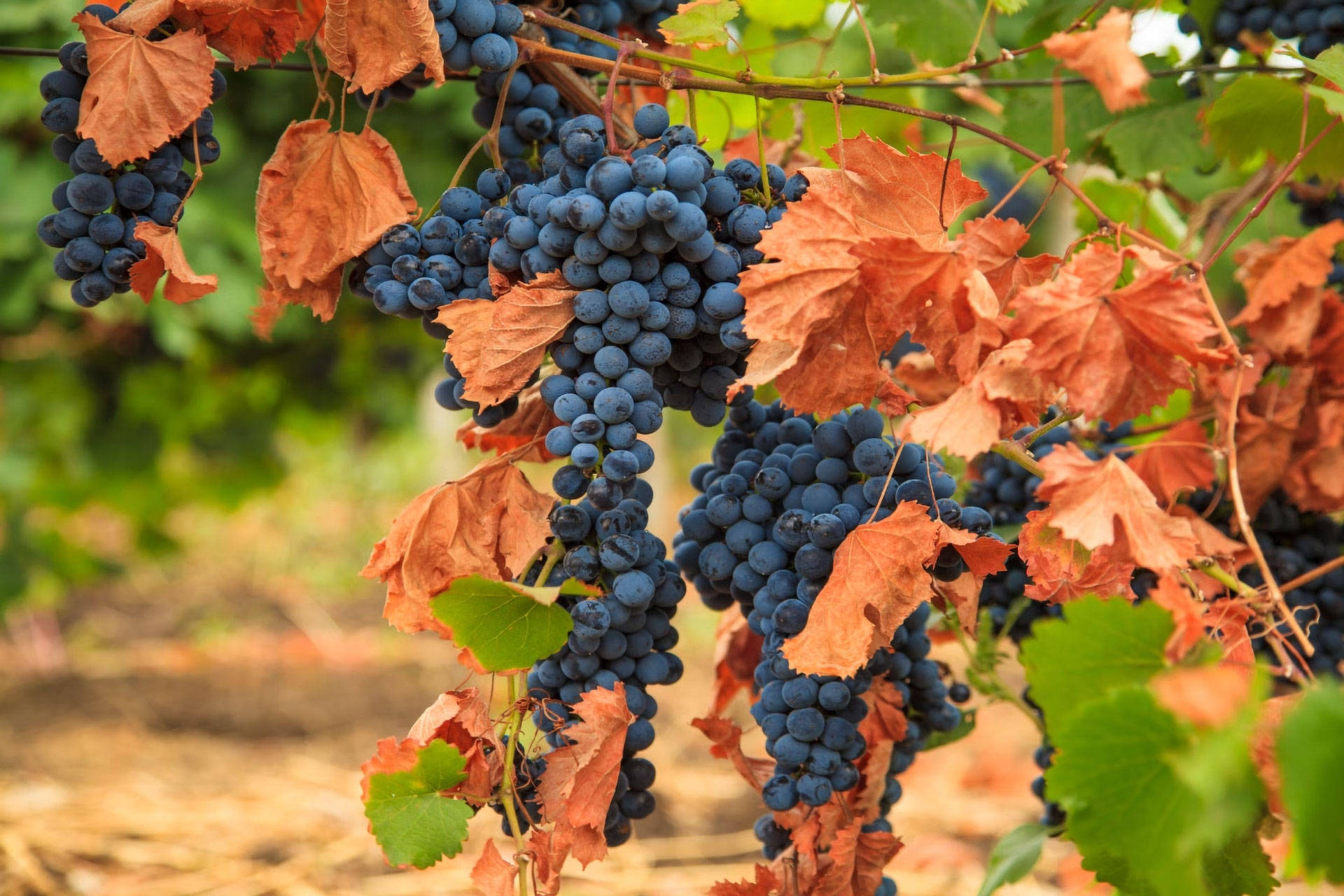 Reife, dunkelblaue Trauben hängen an Reben mit grünen und herbstbraunen Blättern.