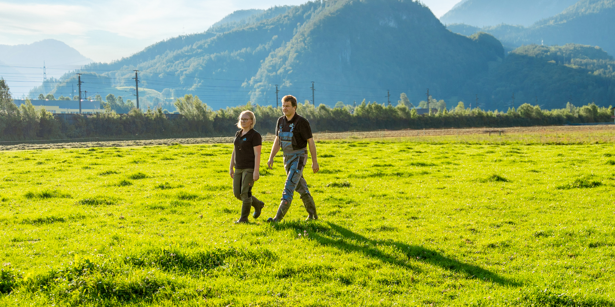 Eine Kuh frisst auf der Wiese.