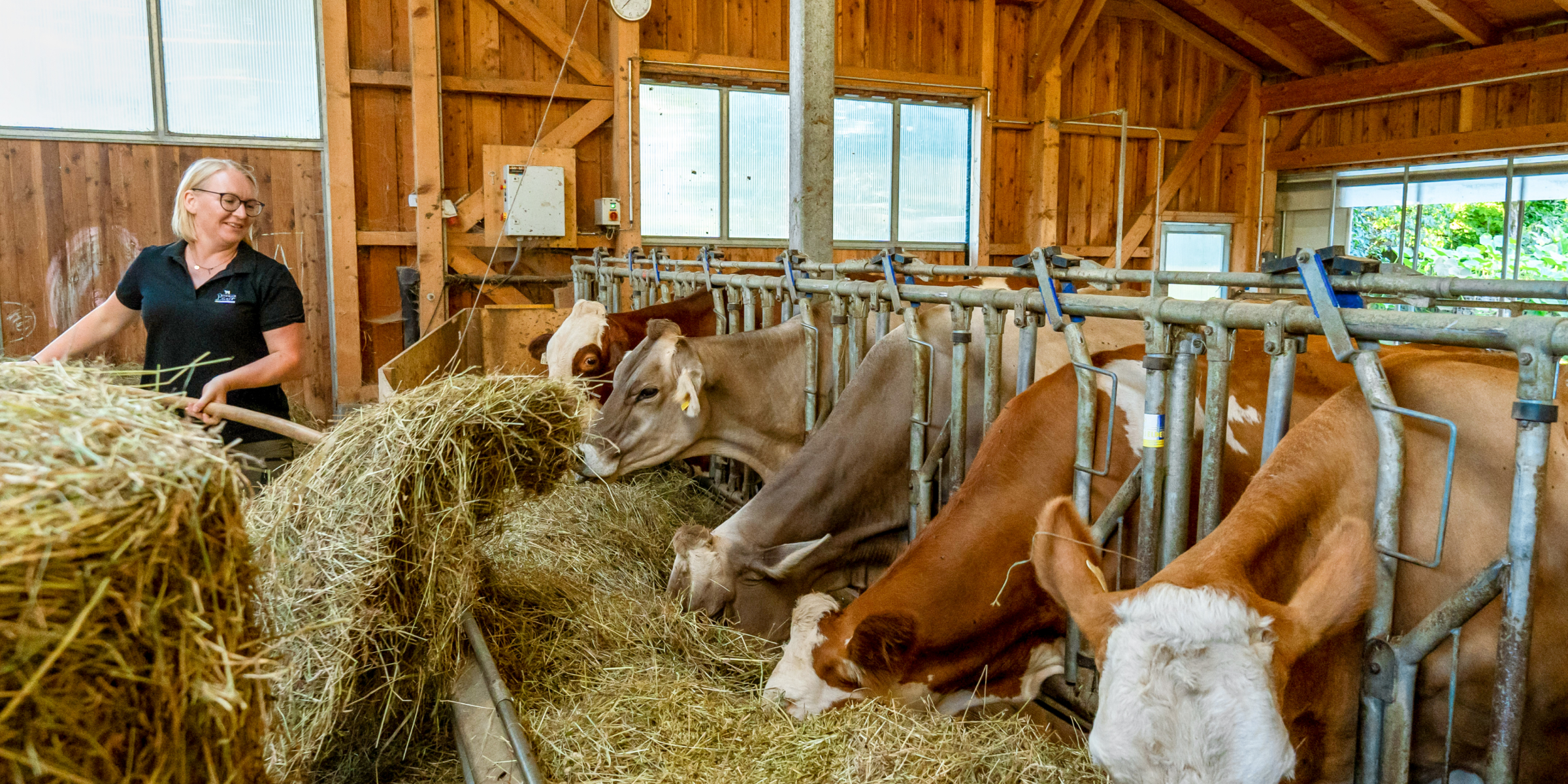 Frau Bernhofer füttert Kühe im Stall.