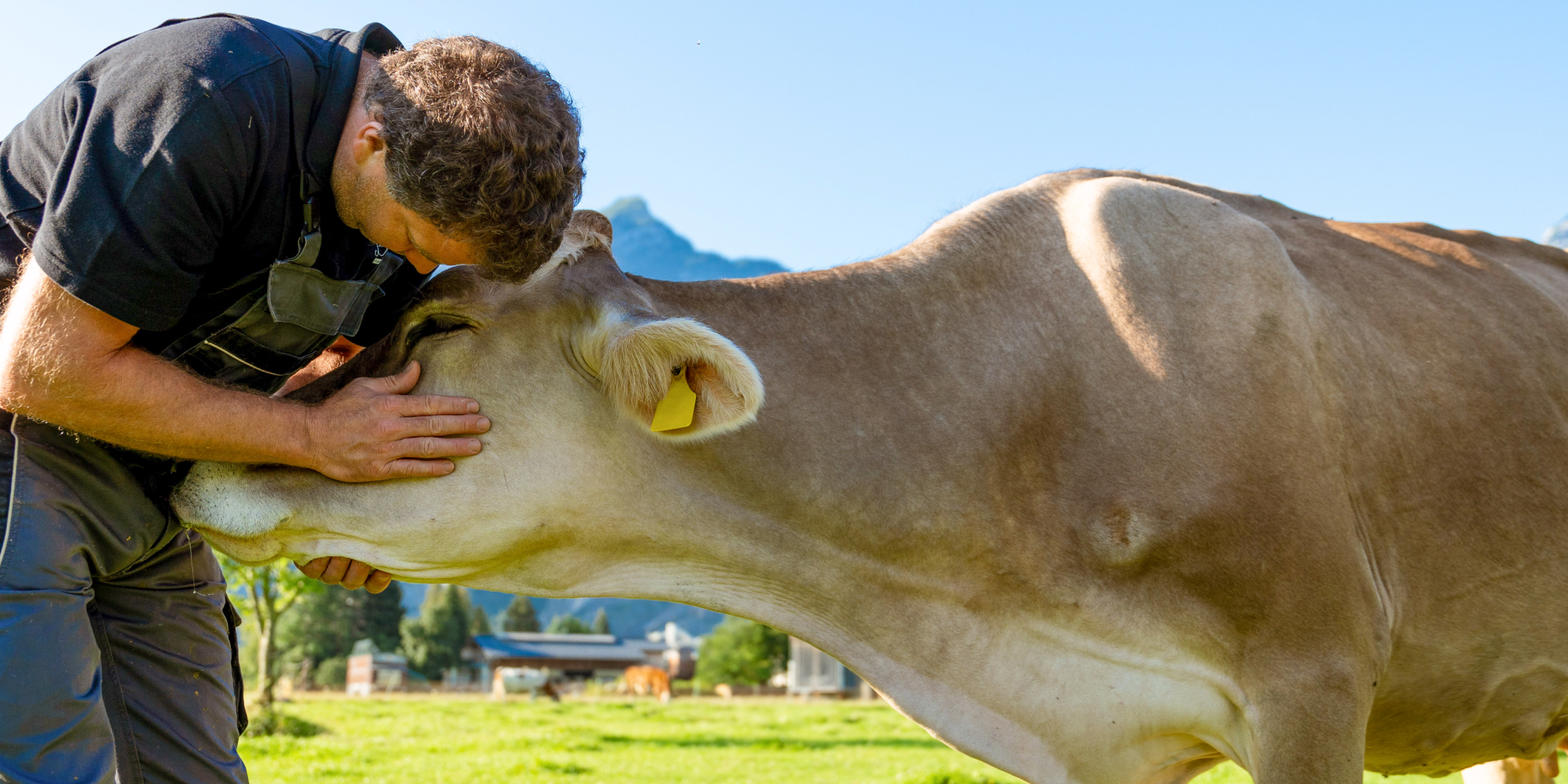 Herr und Frau Bernhofer streicheln eine Kuh auf der Weide.
